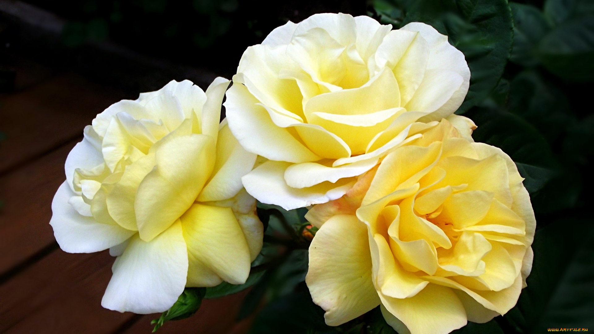 цветы, розы, трио