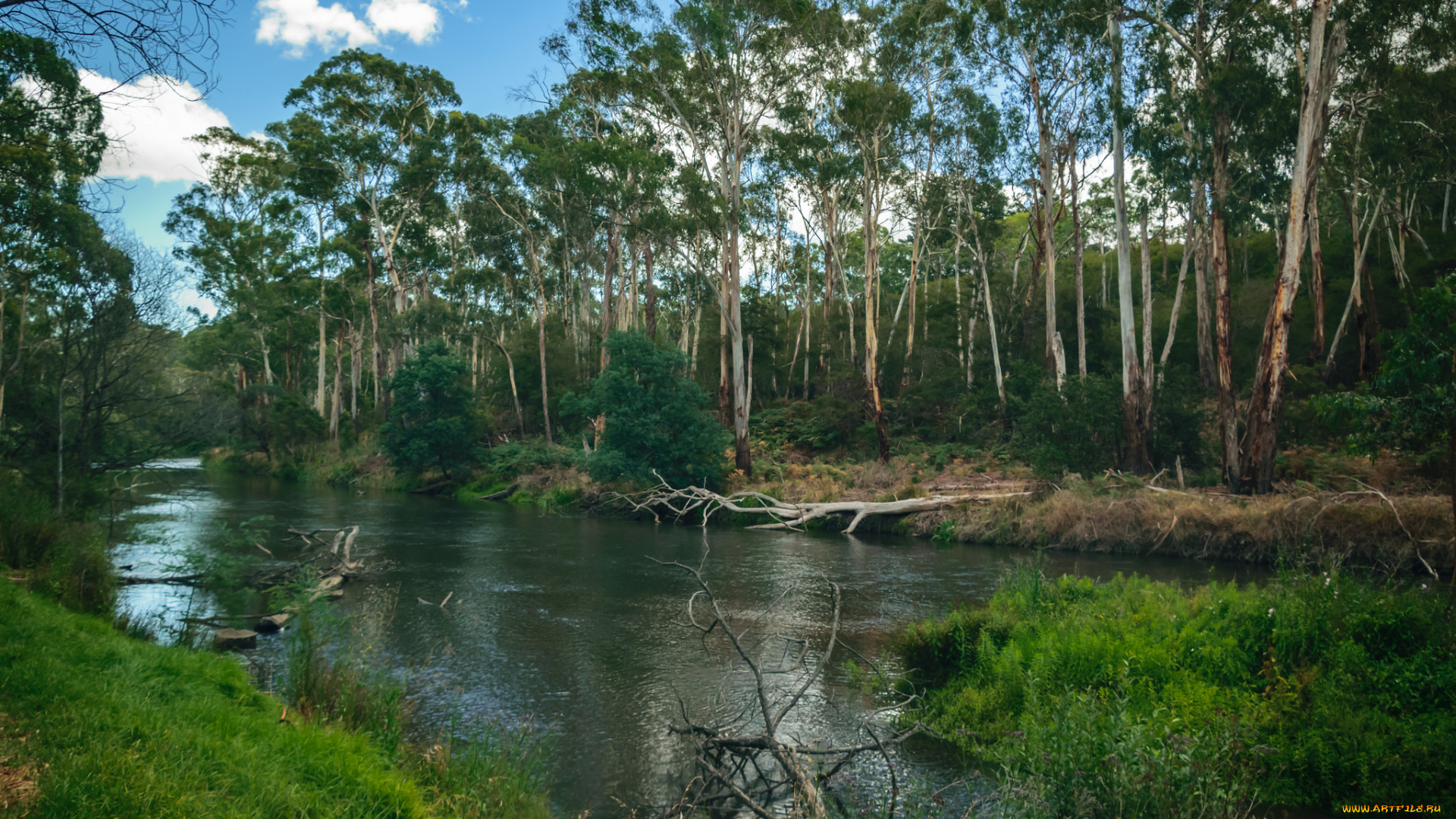 природа, реки, озера, лес, река