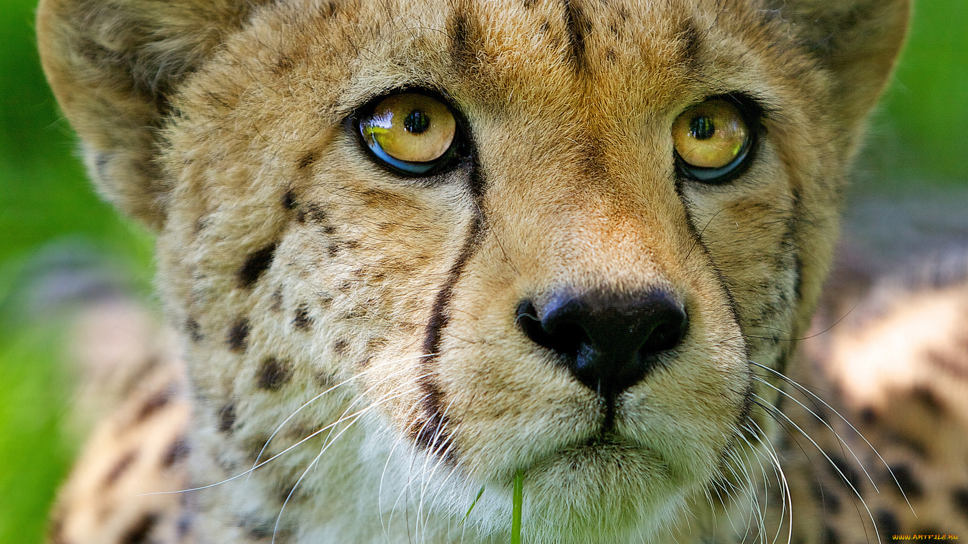 животные, гепарды, зверь, кот, взгляд, гепард, голова, хищник, травинка