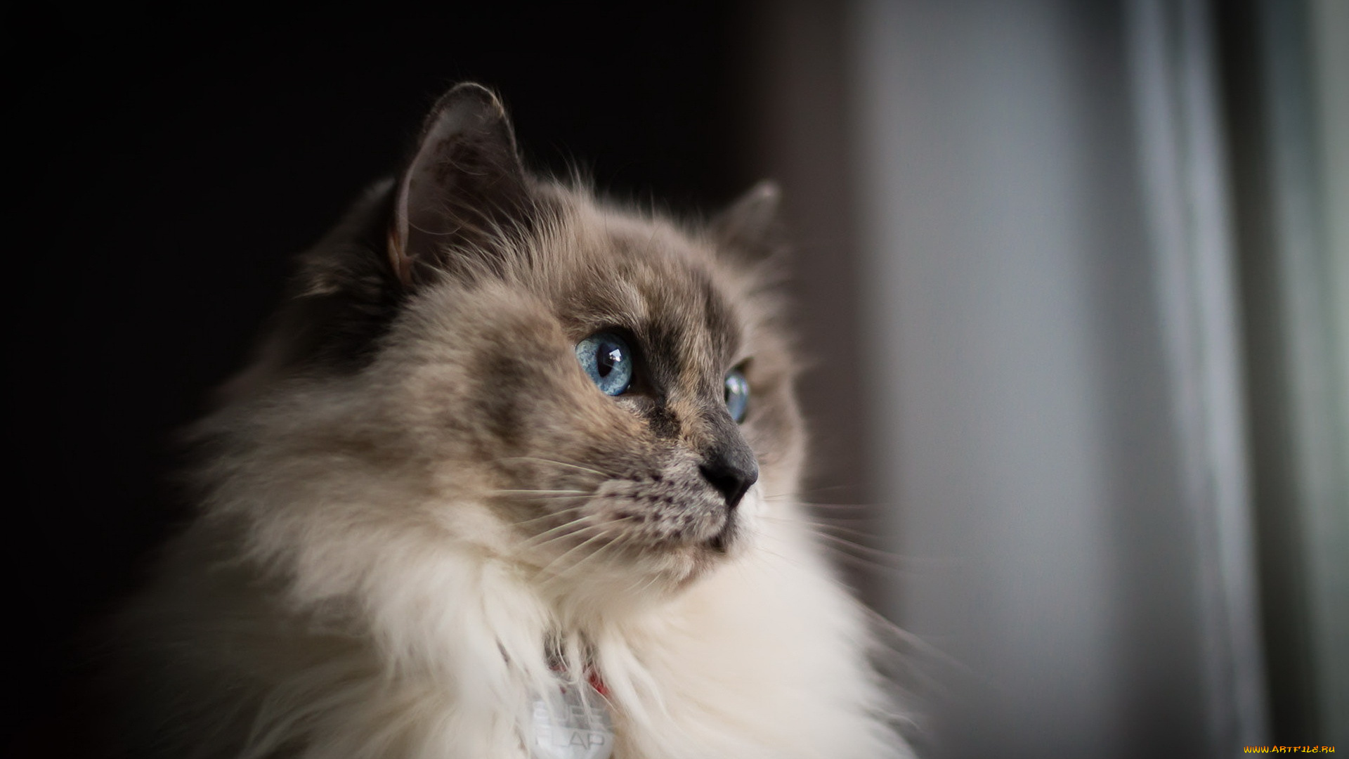 животные, коты, взгляд, кошка, фон