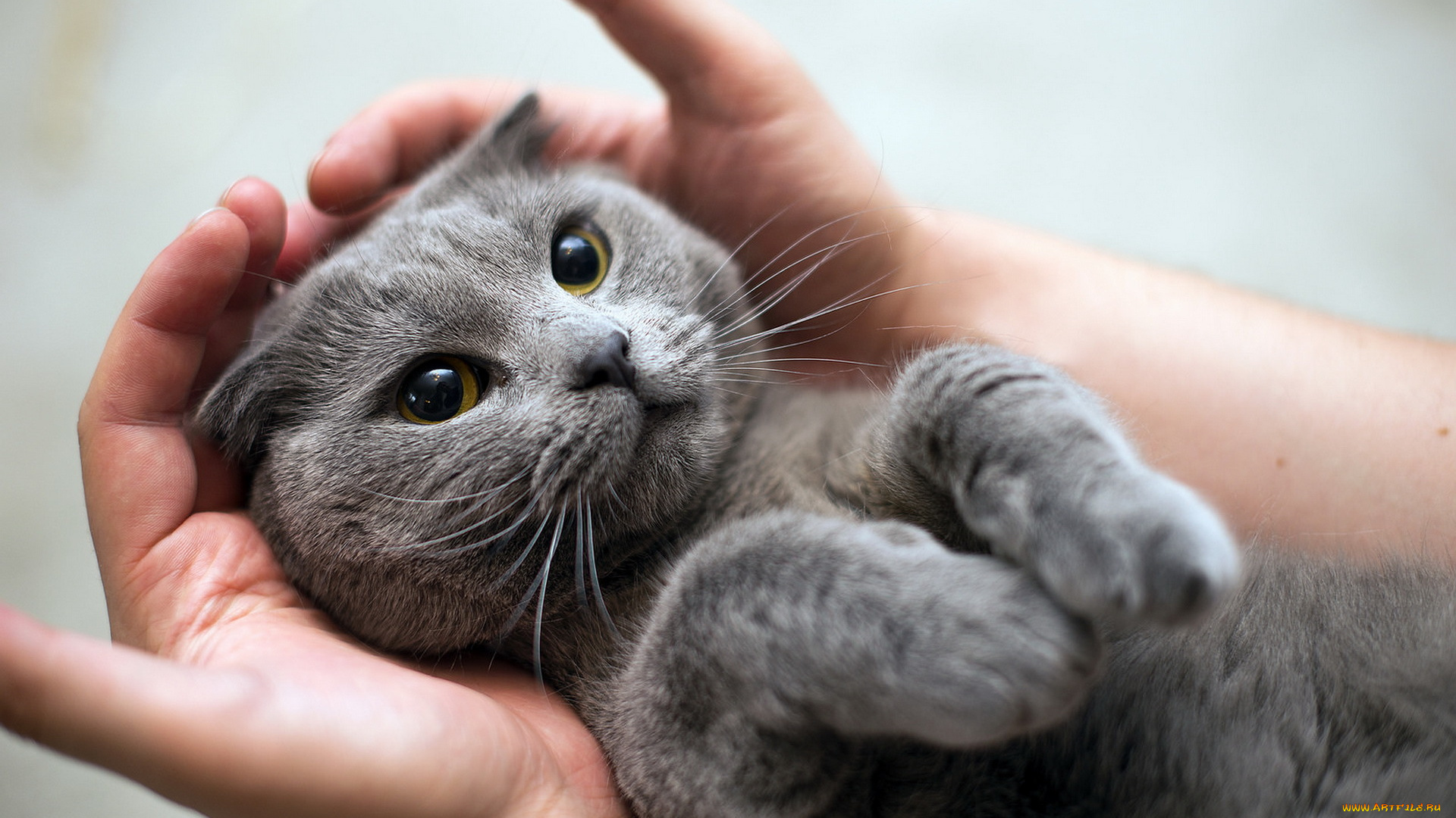 животные, коты, взгляд, кошка, руки