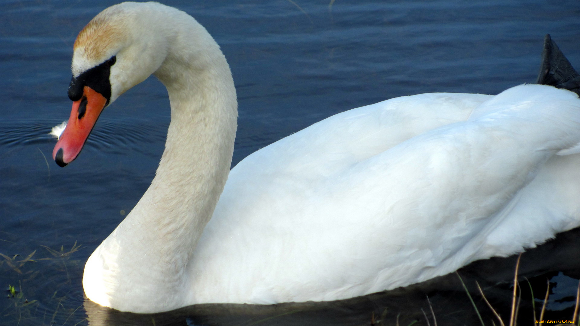 животные, лебеди, белый