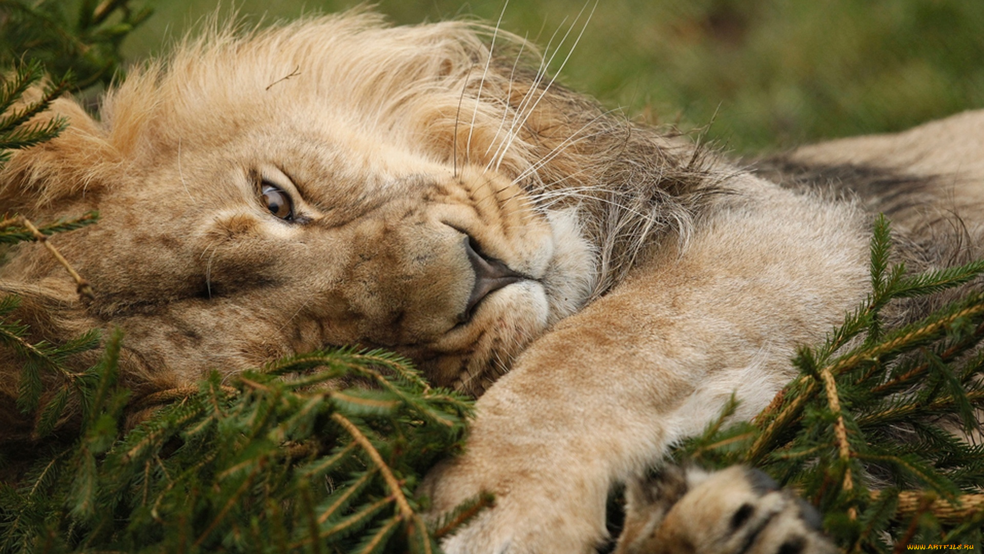 животные, львы, хищник, зверь, ёлка, отдых, лапа, лев