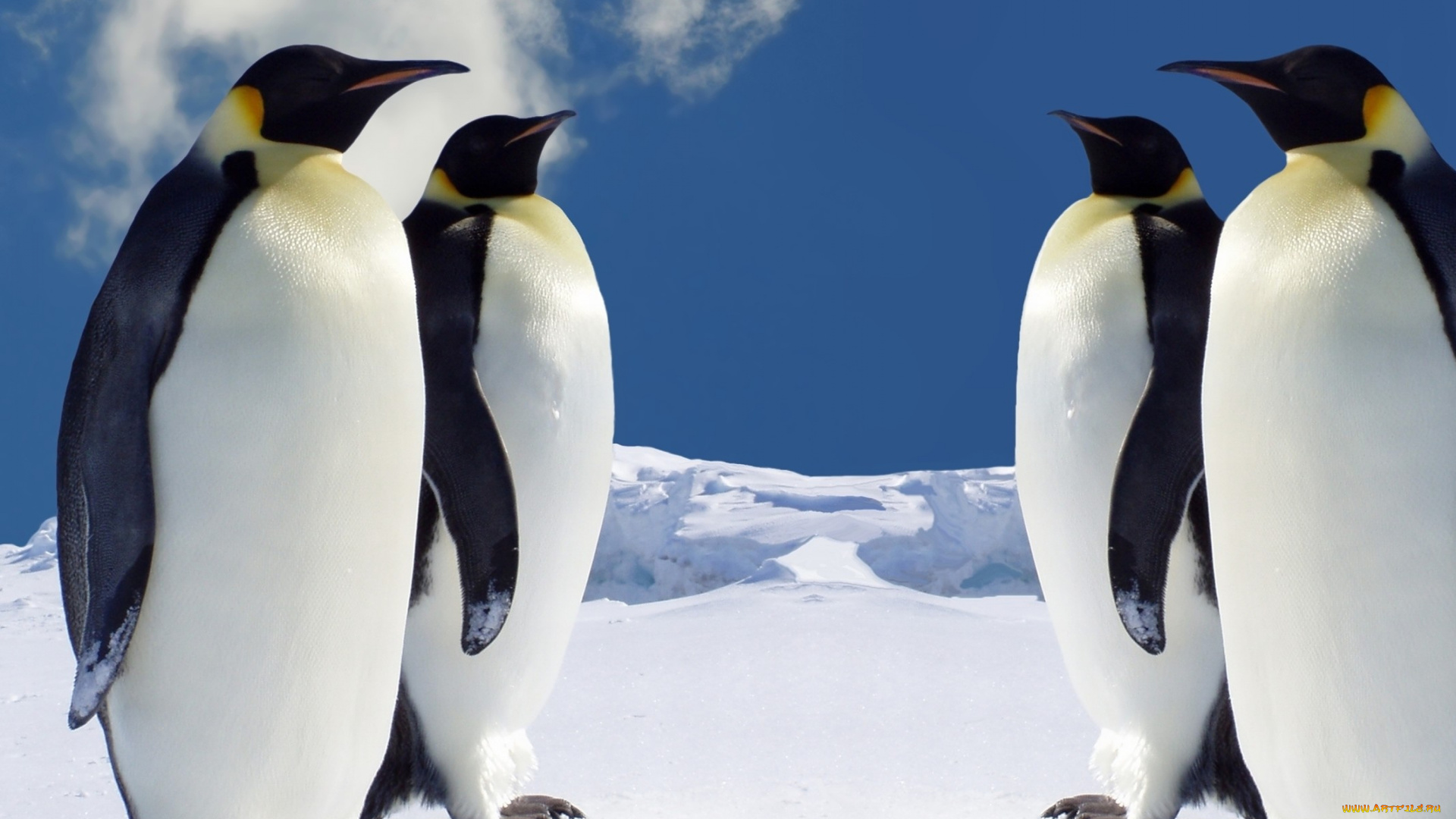 животные, пингвины, снег, лед, облако, стая