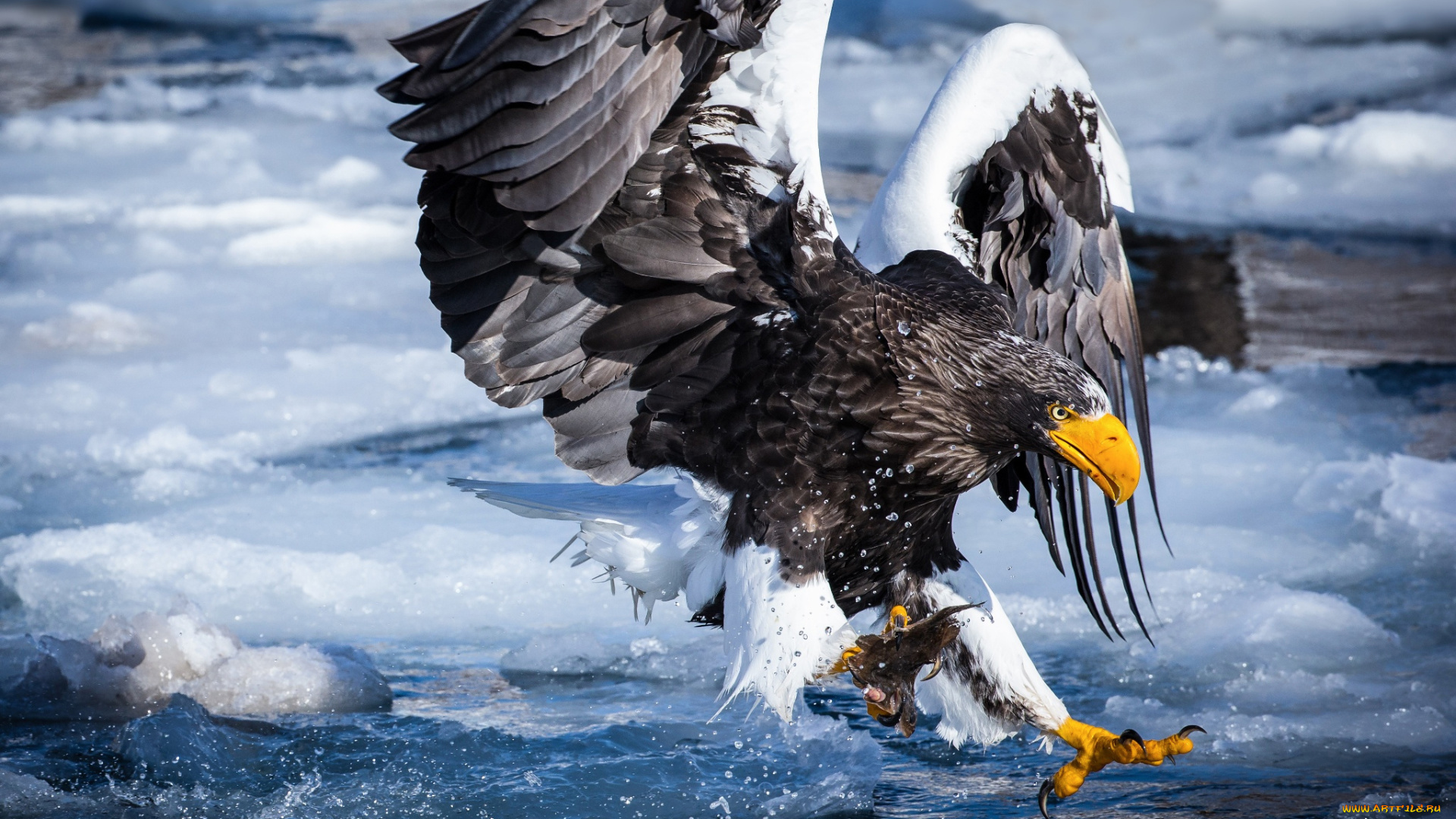 животные, птицы, -, хищники, лёд, река, белоплечий, орлан, снег, улов, птица