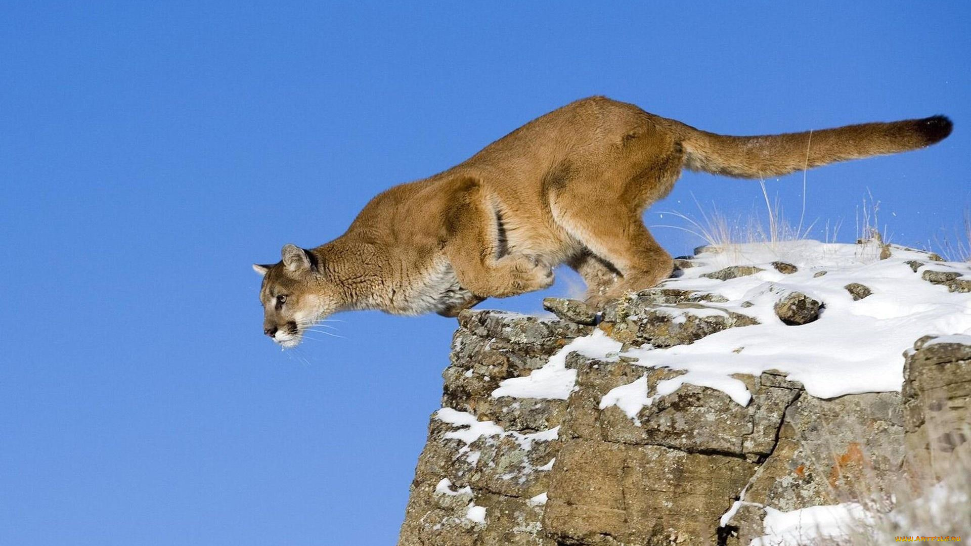 животные, пумы, небо, снег, хищник, зверь, пума, прыжок, скала