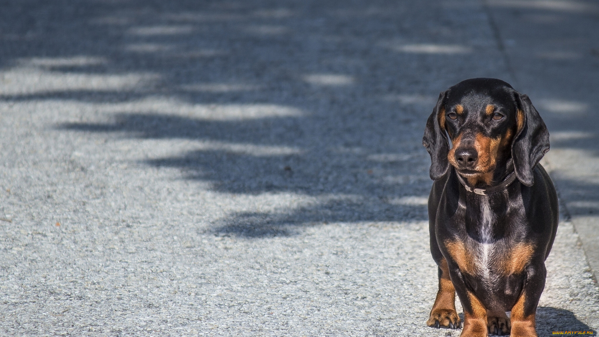 животные, собаки, собака, такса, взгляд