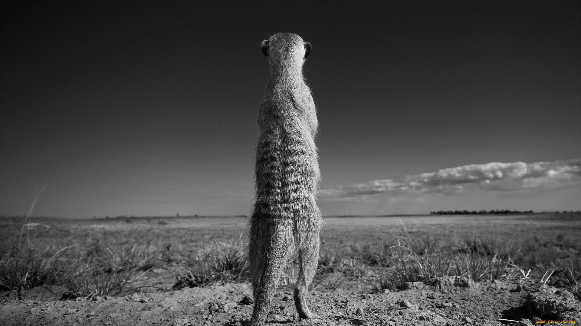 животные, сурикаты, спина, степь, черно-белая, сурикат