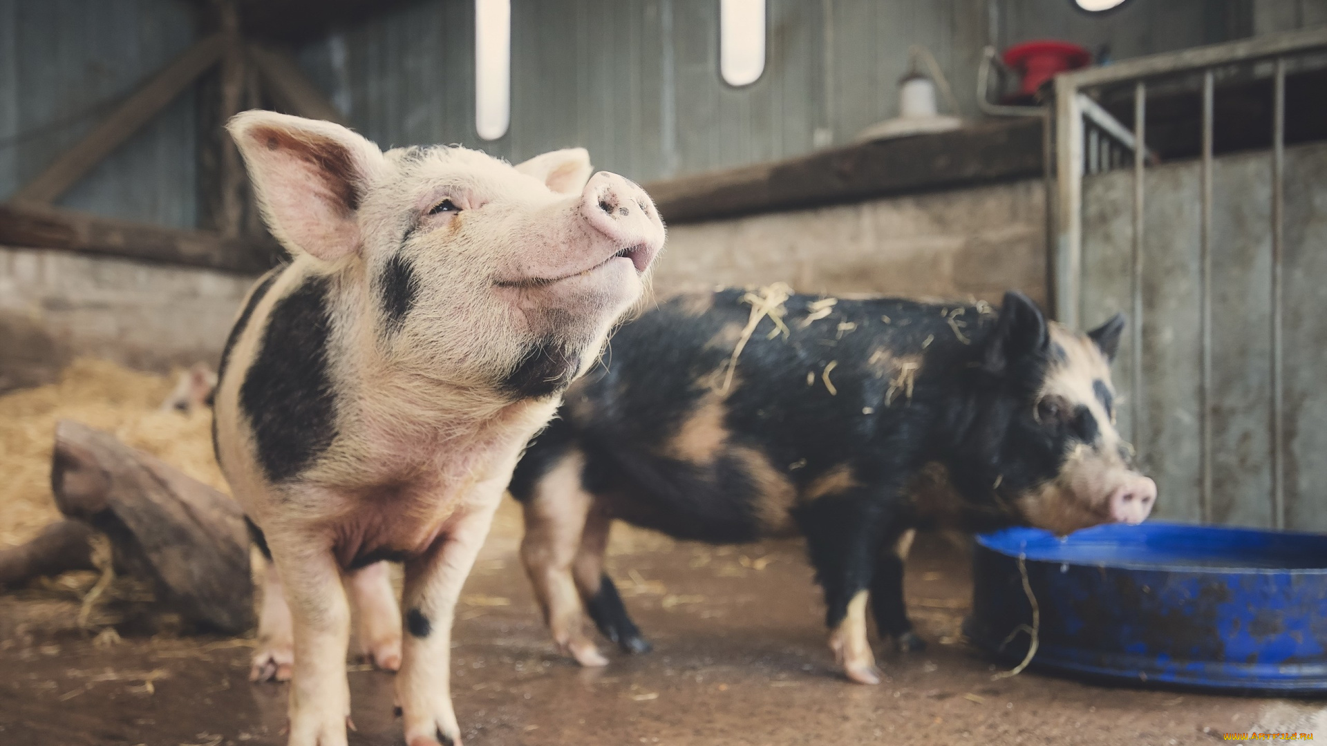 животные, свиньи, , кабаны, фон, поросята