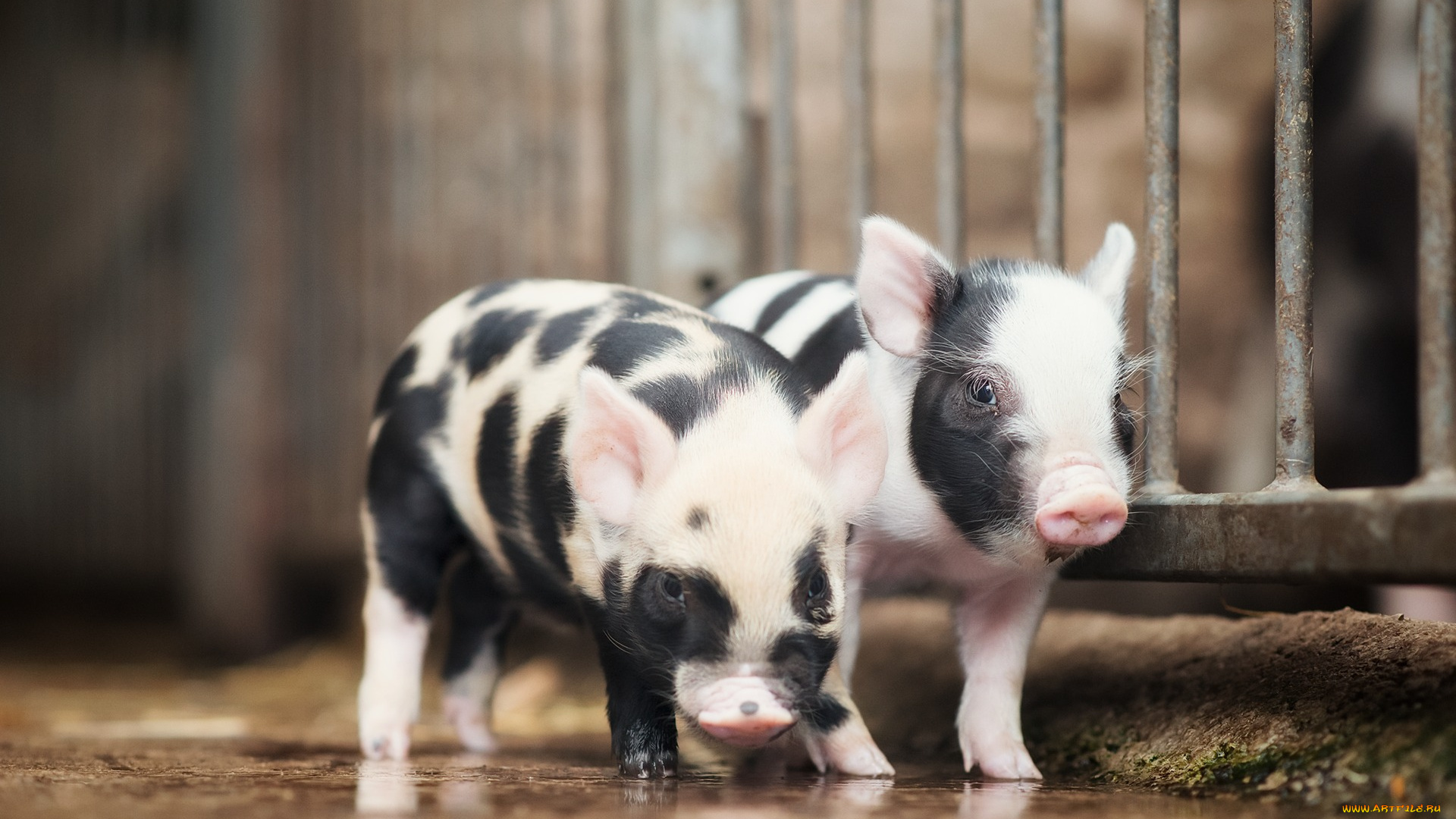 животные, свиньи, , кабаны, фон, поросята