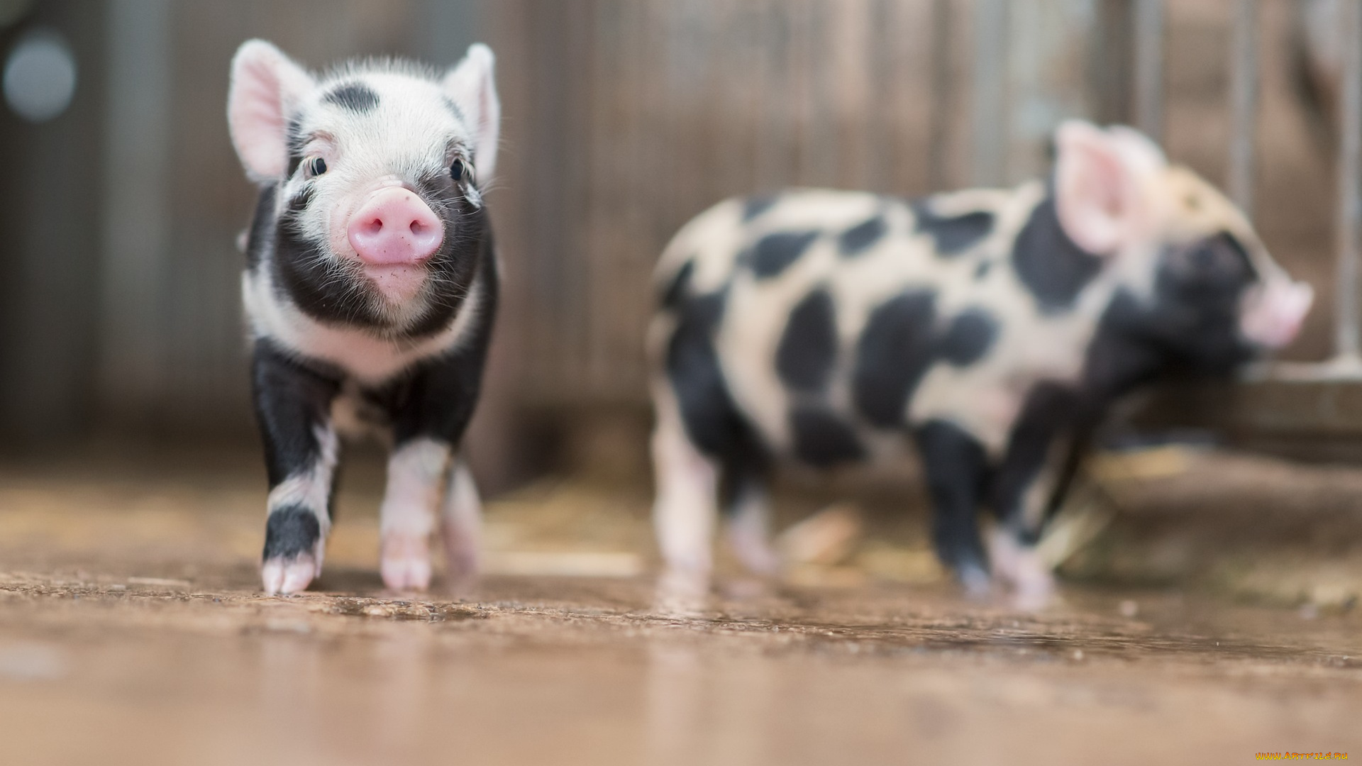 животные, свиньи, , кабаны, поросята, фон