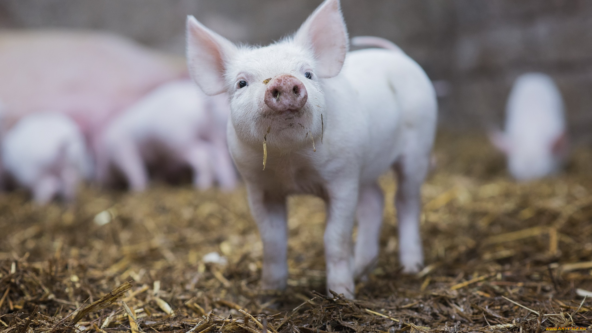 животные, свиньи, , кабаны, поросята, фон