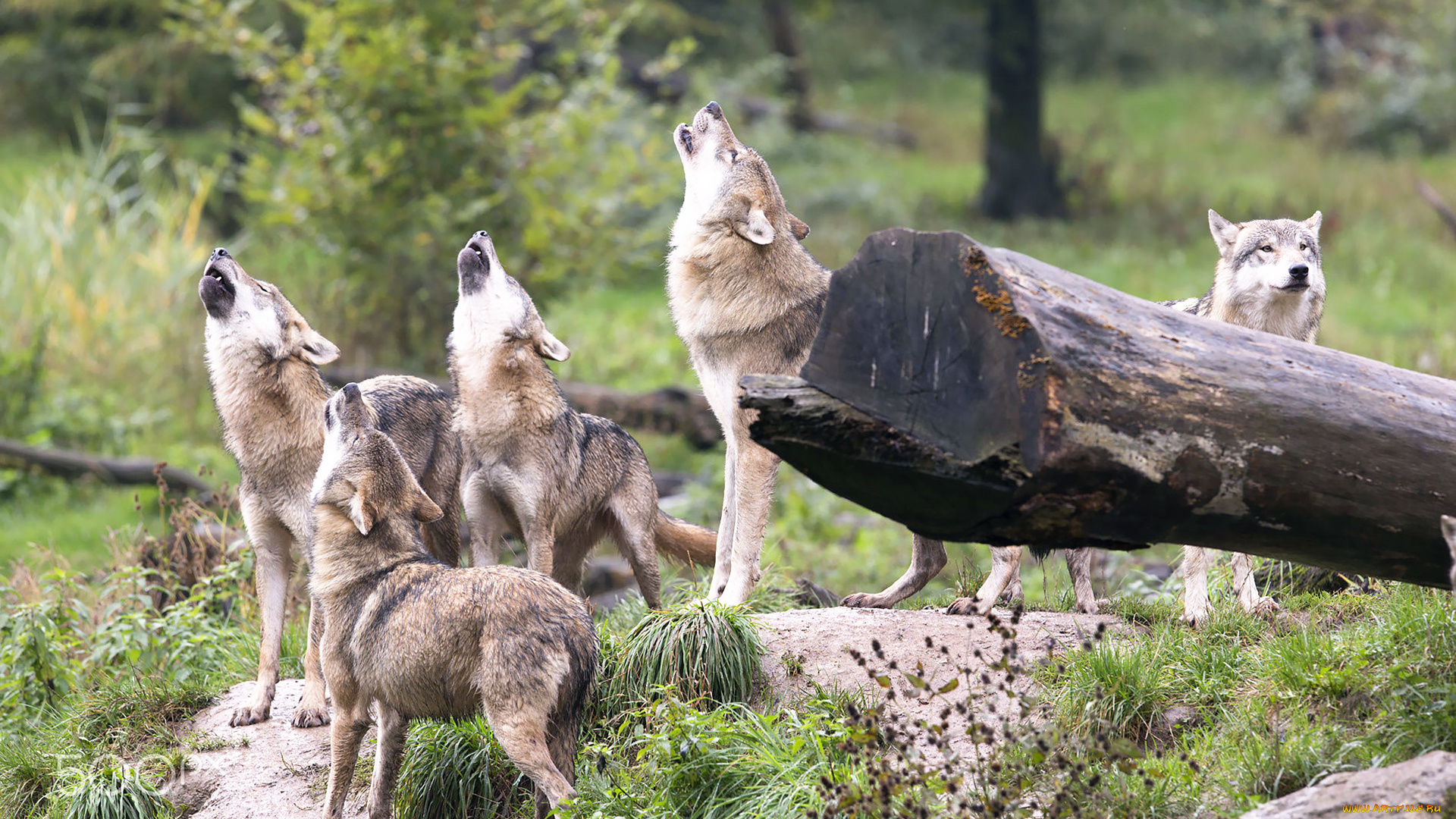животные, волки, , койоты, , шакалы, вой, стая