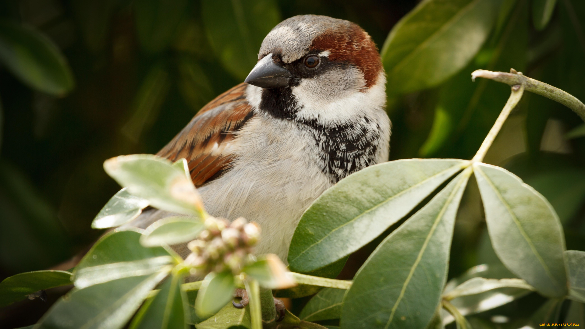 животные, воробьи, воробей, птица, листья, ветки
