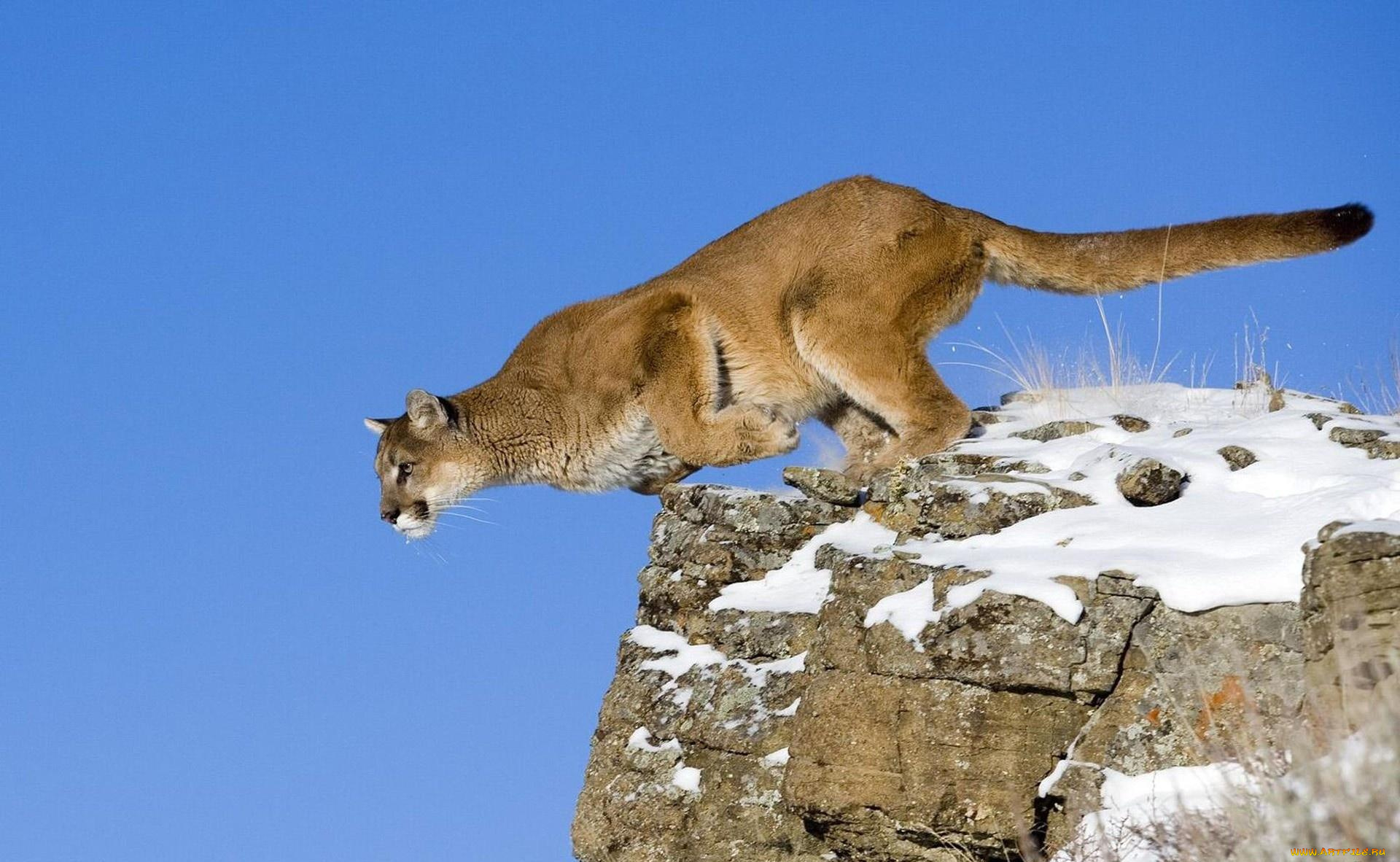 животные, пумы, небо, снег, хищник, зверь, пума, прыжок, скала