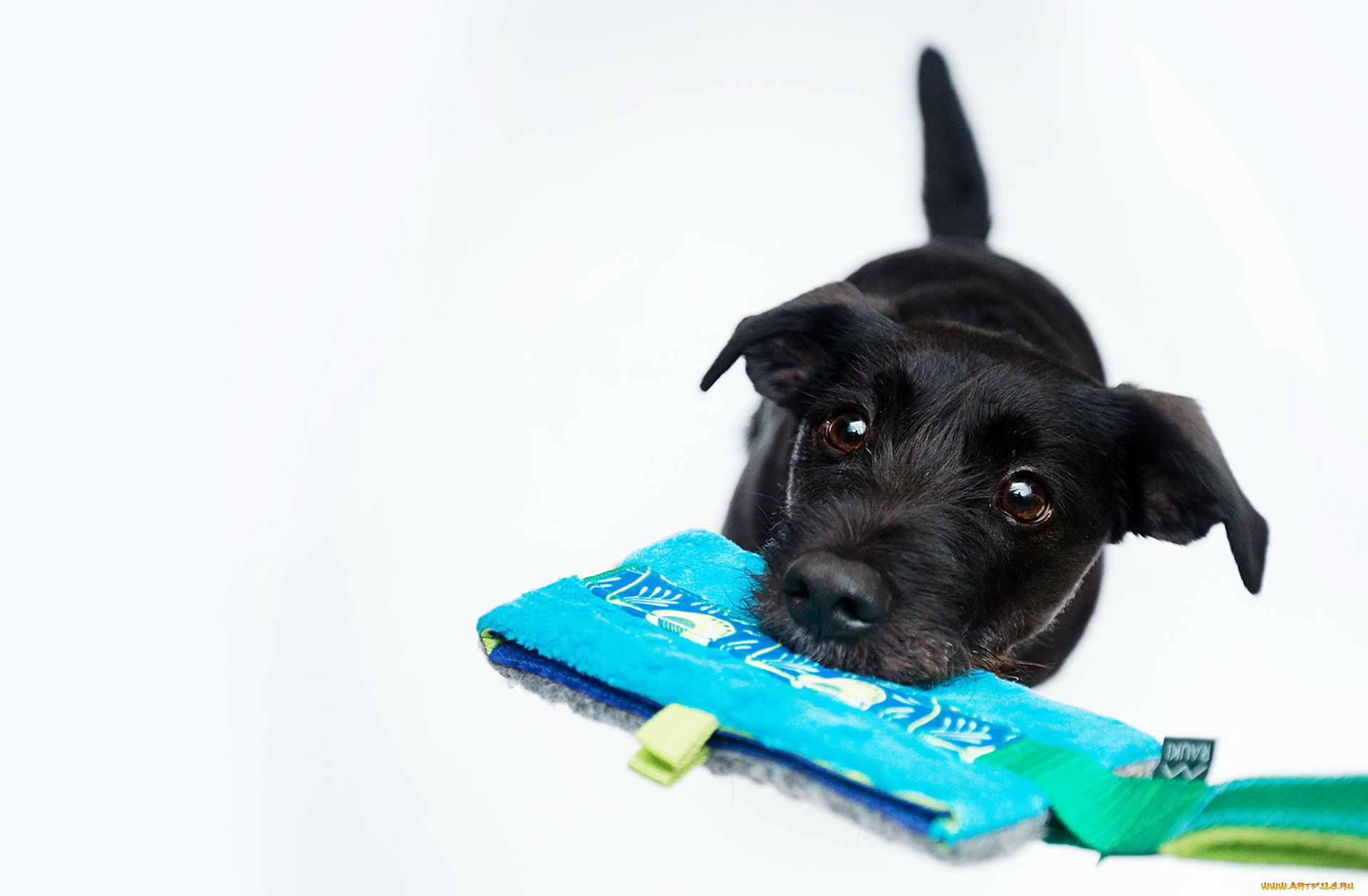 животные, собаки, друг, собака, взгляд