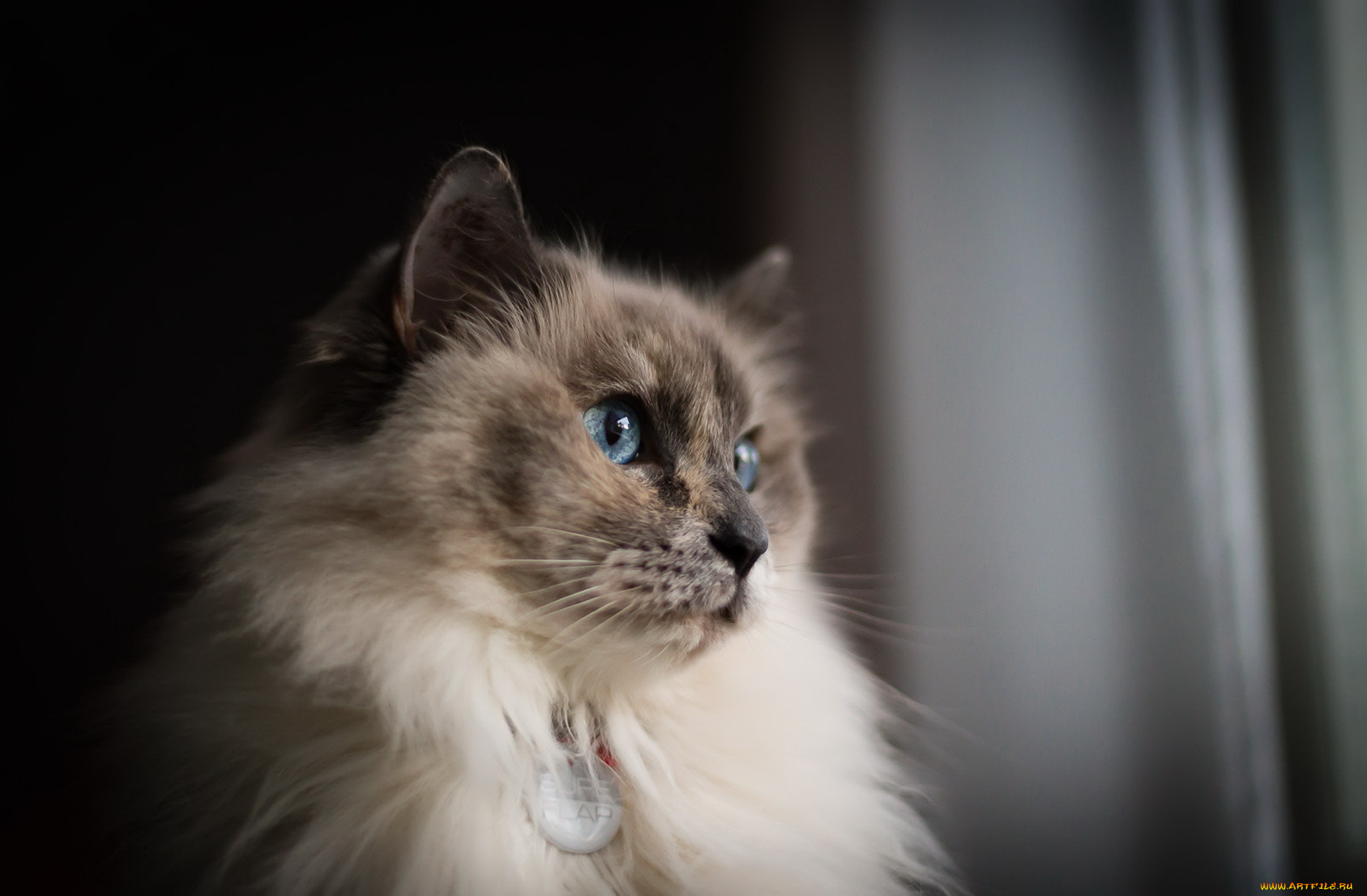 животные, коты, взгляд, кошка, фон