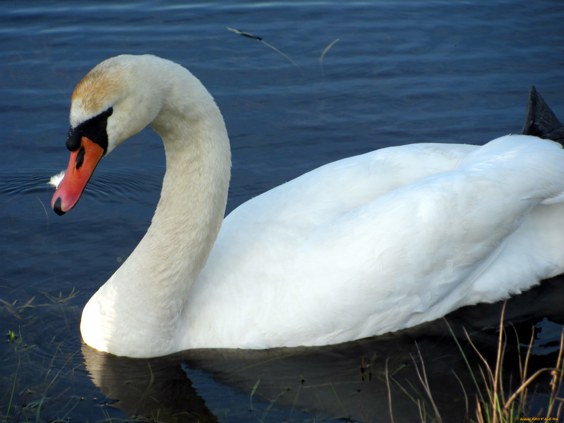 животные, лебеди, белый