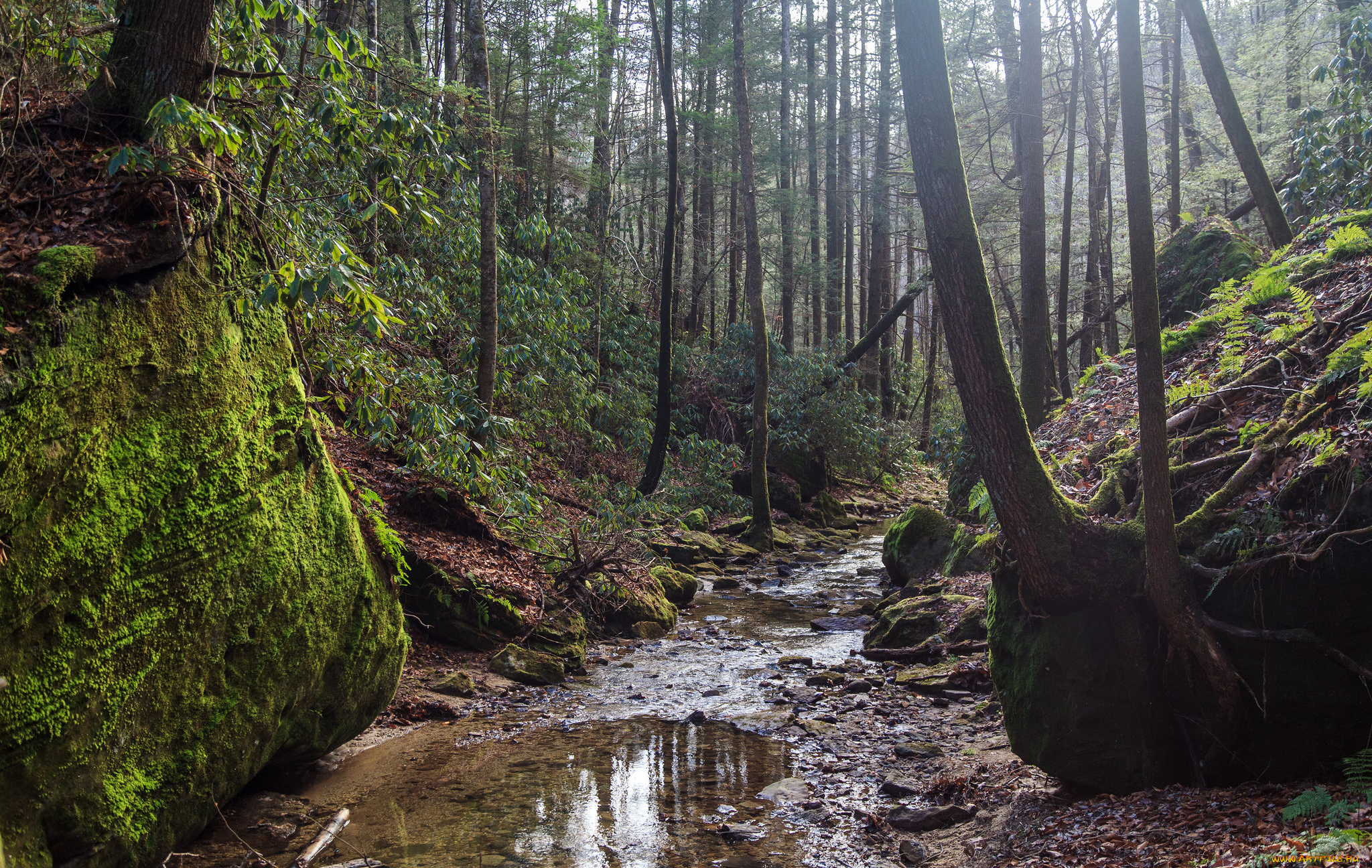 природа, реки, озера, река, лес