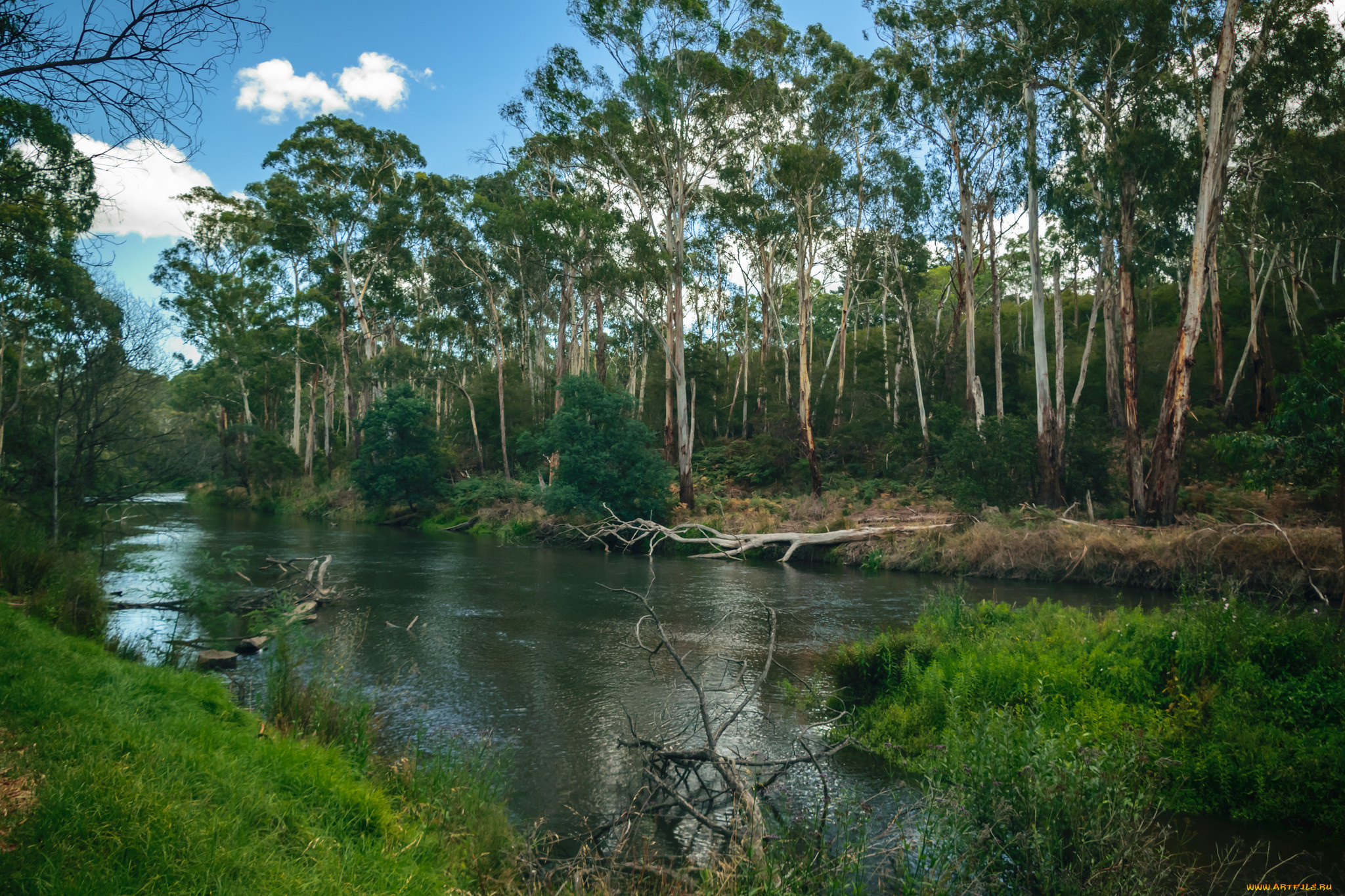 природа, реки, озера, лес, река
