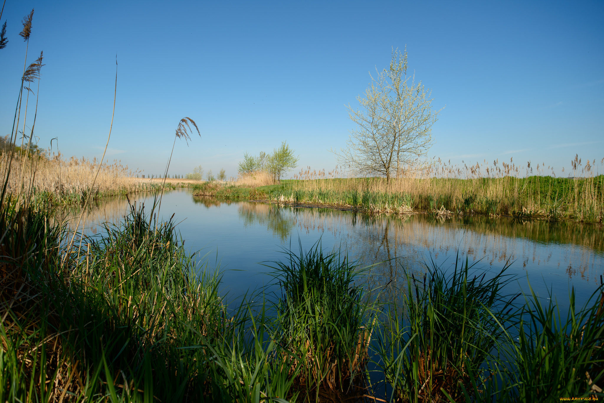 природа, реки, озера, лес, река