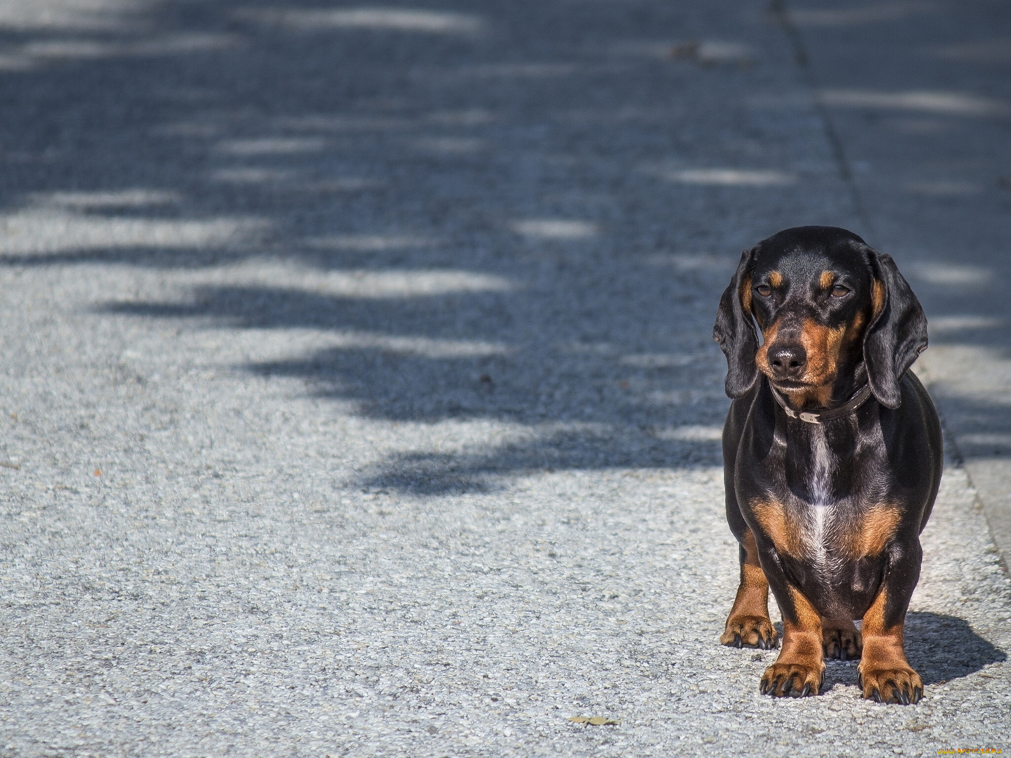 животные, собаки, собака, такса, взгляд