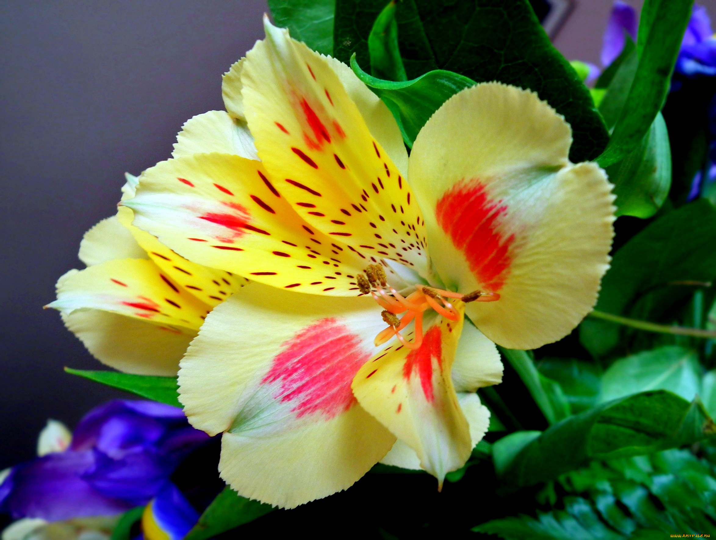 цветы, альстромерия, макро