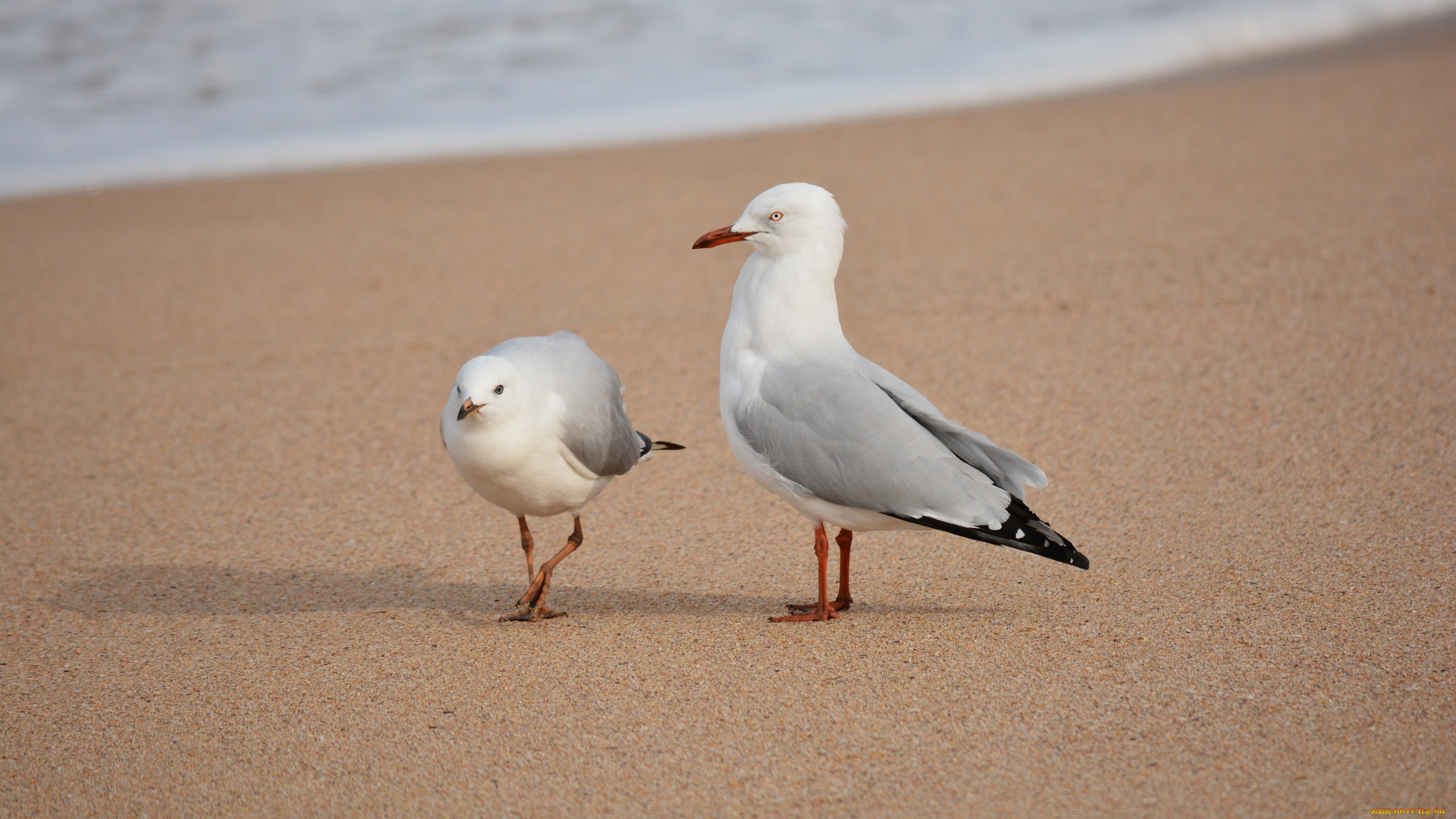 животные, Чайки, , бакланы, , крачки, чайки