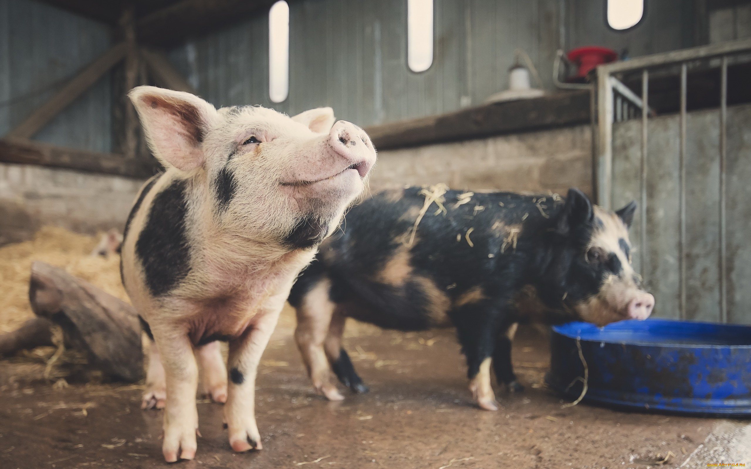 животные, свиньи, , кабаны, фон, поросята