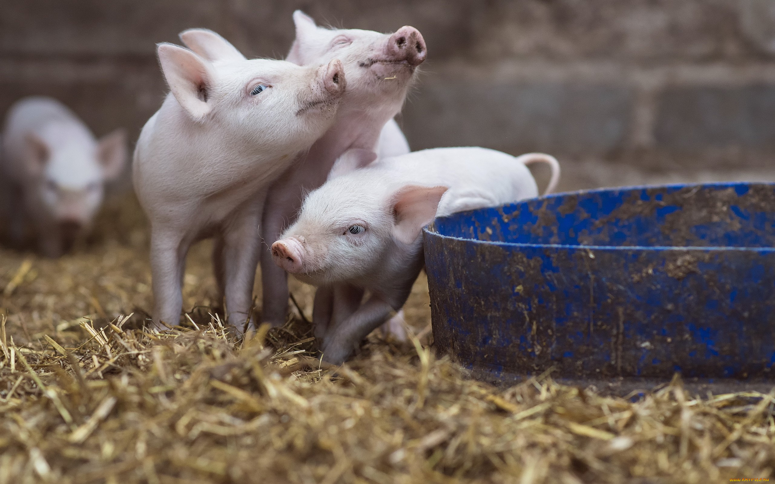 животные, свиньи, , кабаны, фон, поросята