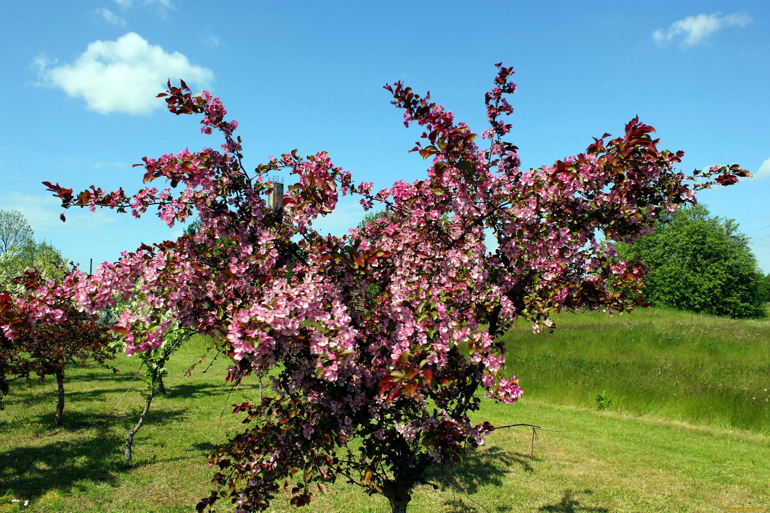 цветы, цветущие, деревья, , , кустарники, весна