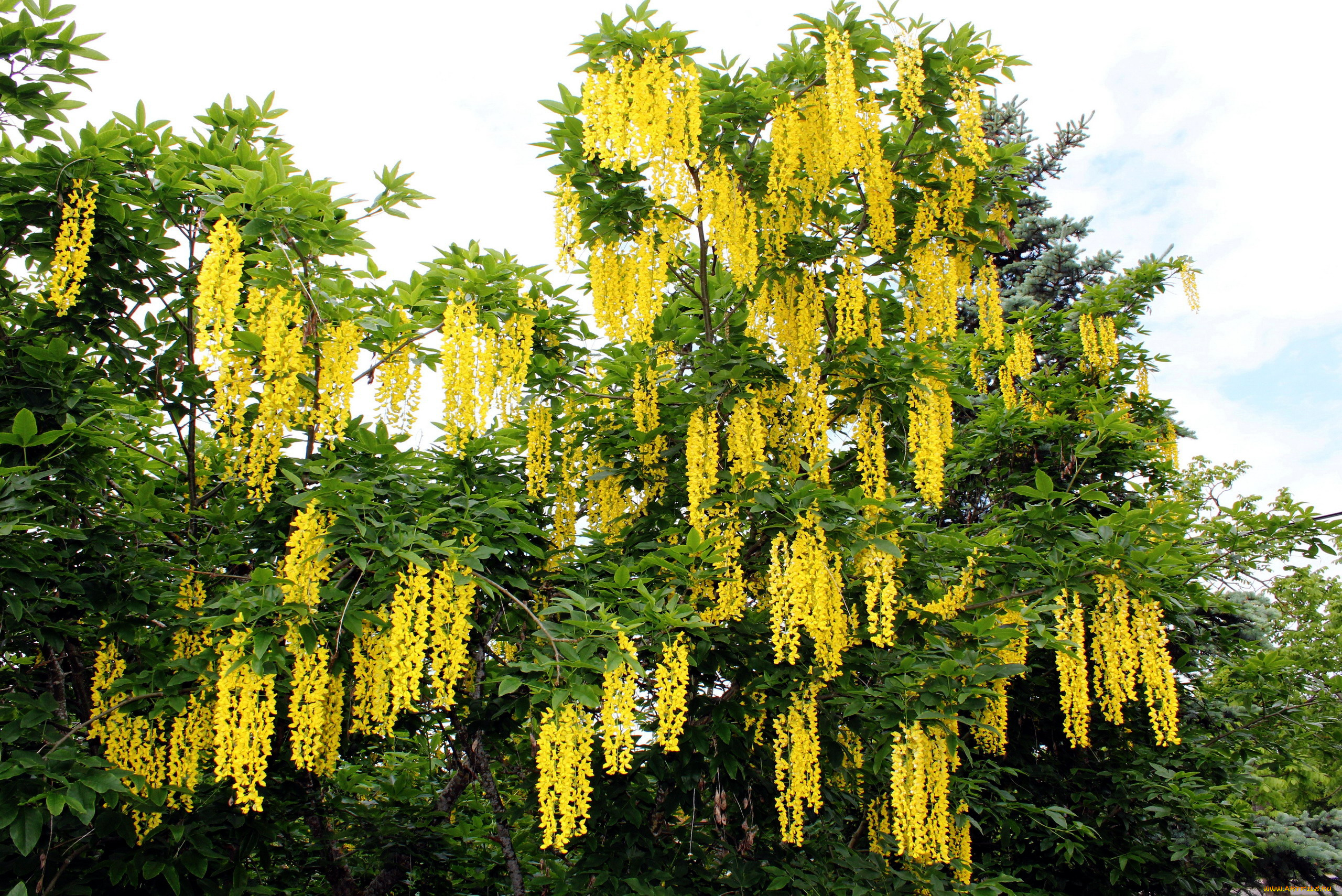 цветы, глициния, желтый