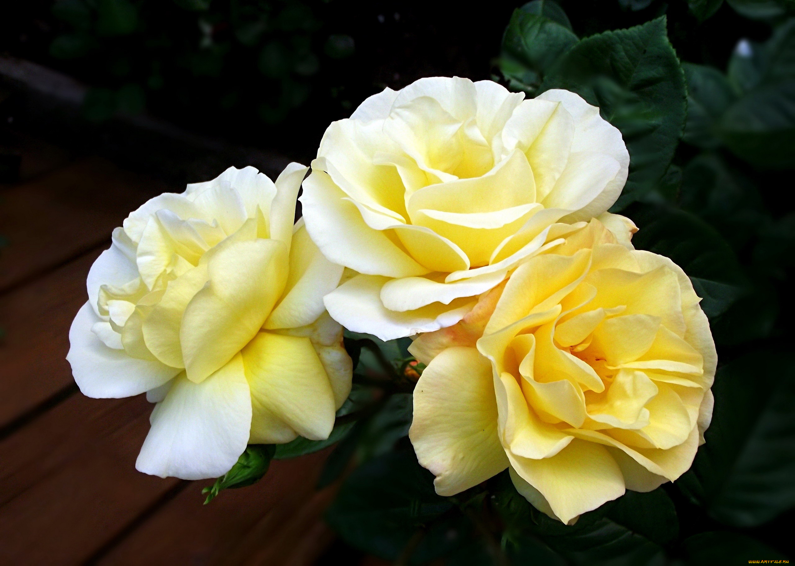 цветы, розы, трио