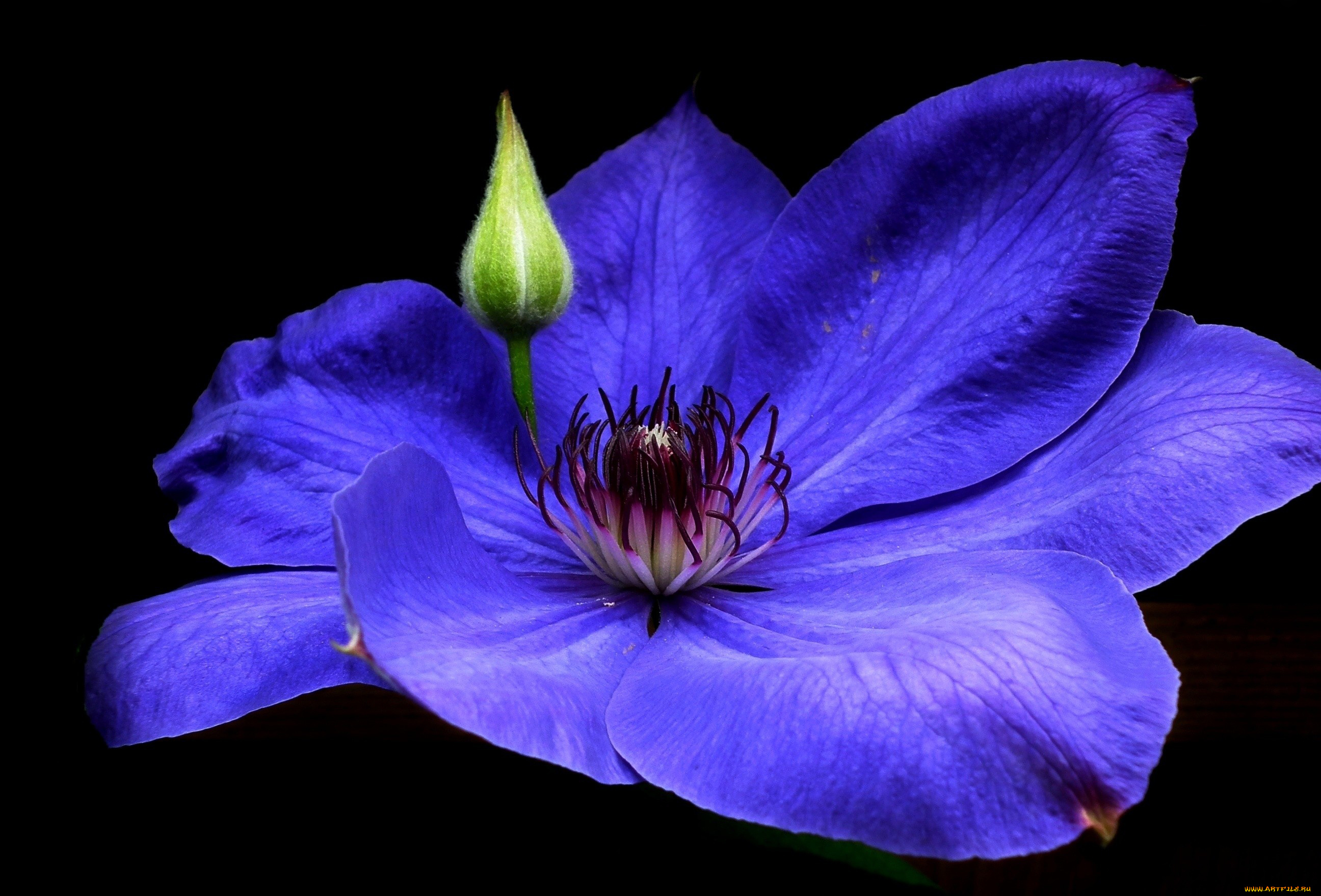 цветы, клематис, , ломонос, макро