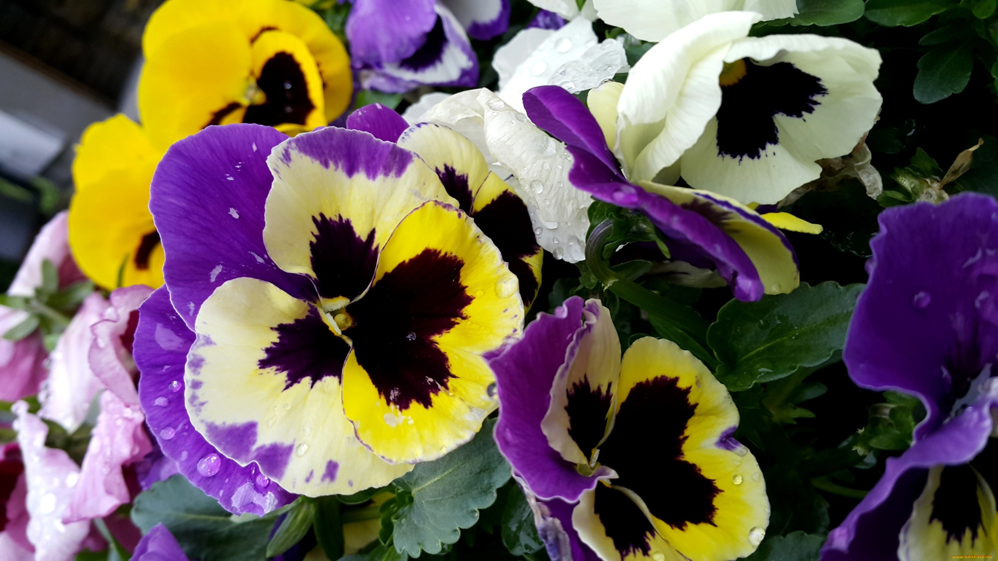 цветы, анютины, глазки, , садовые, фиалки, разноцветные