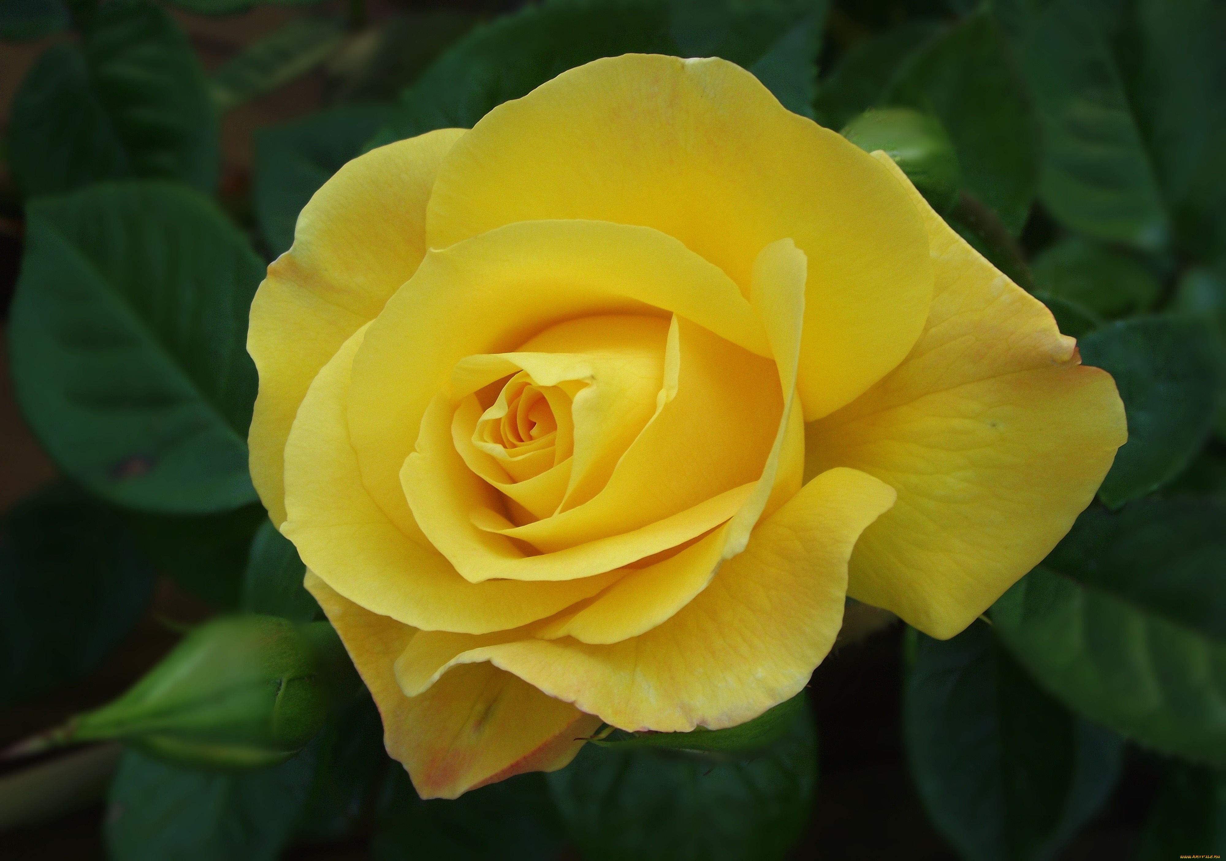 цветы, розы, желтый