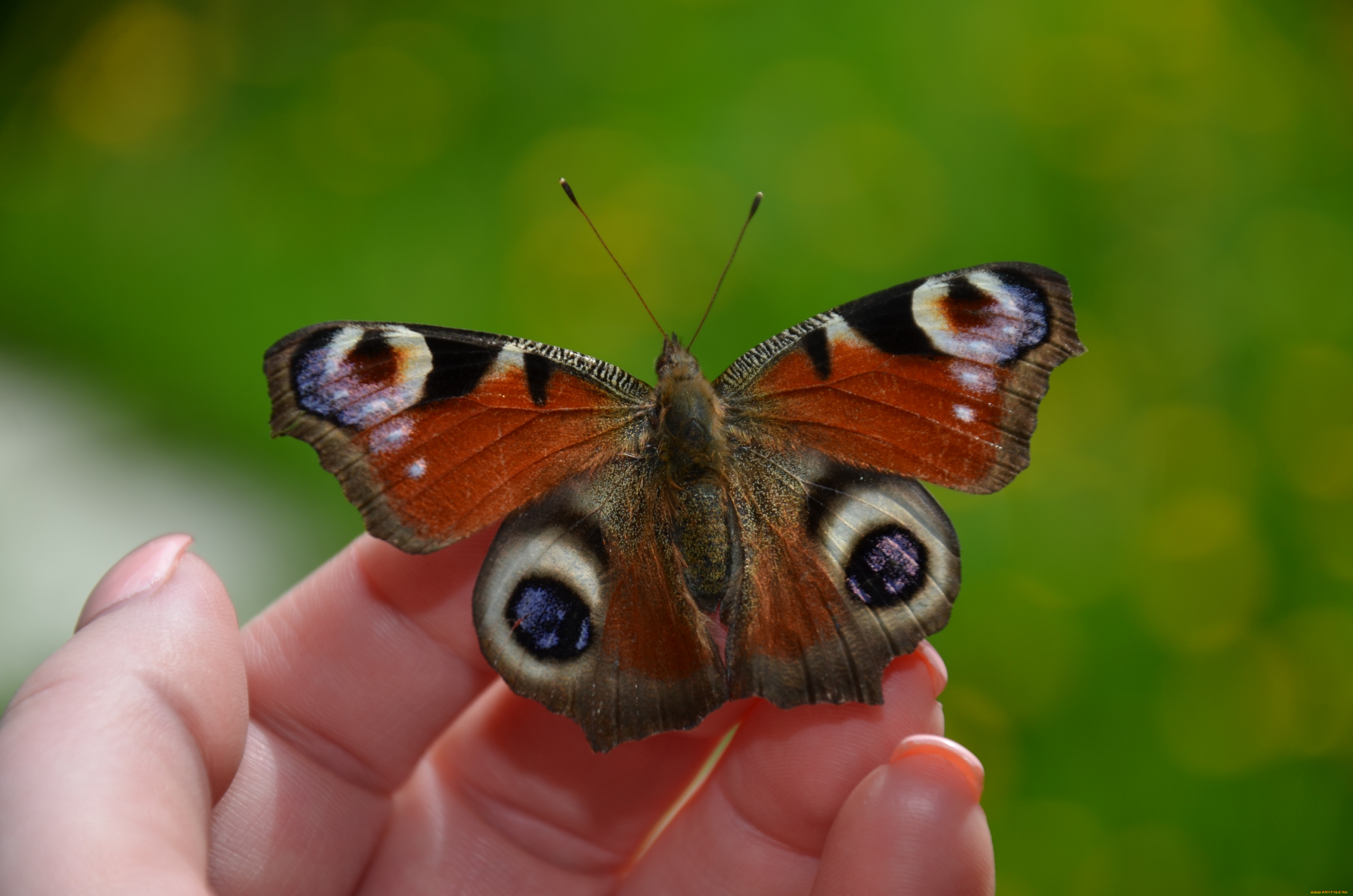 бабочка, животные, бабочки, , мотыльки, , моли