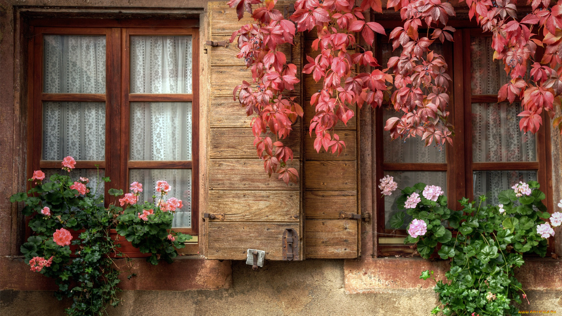 цветы, герань