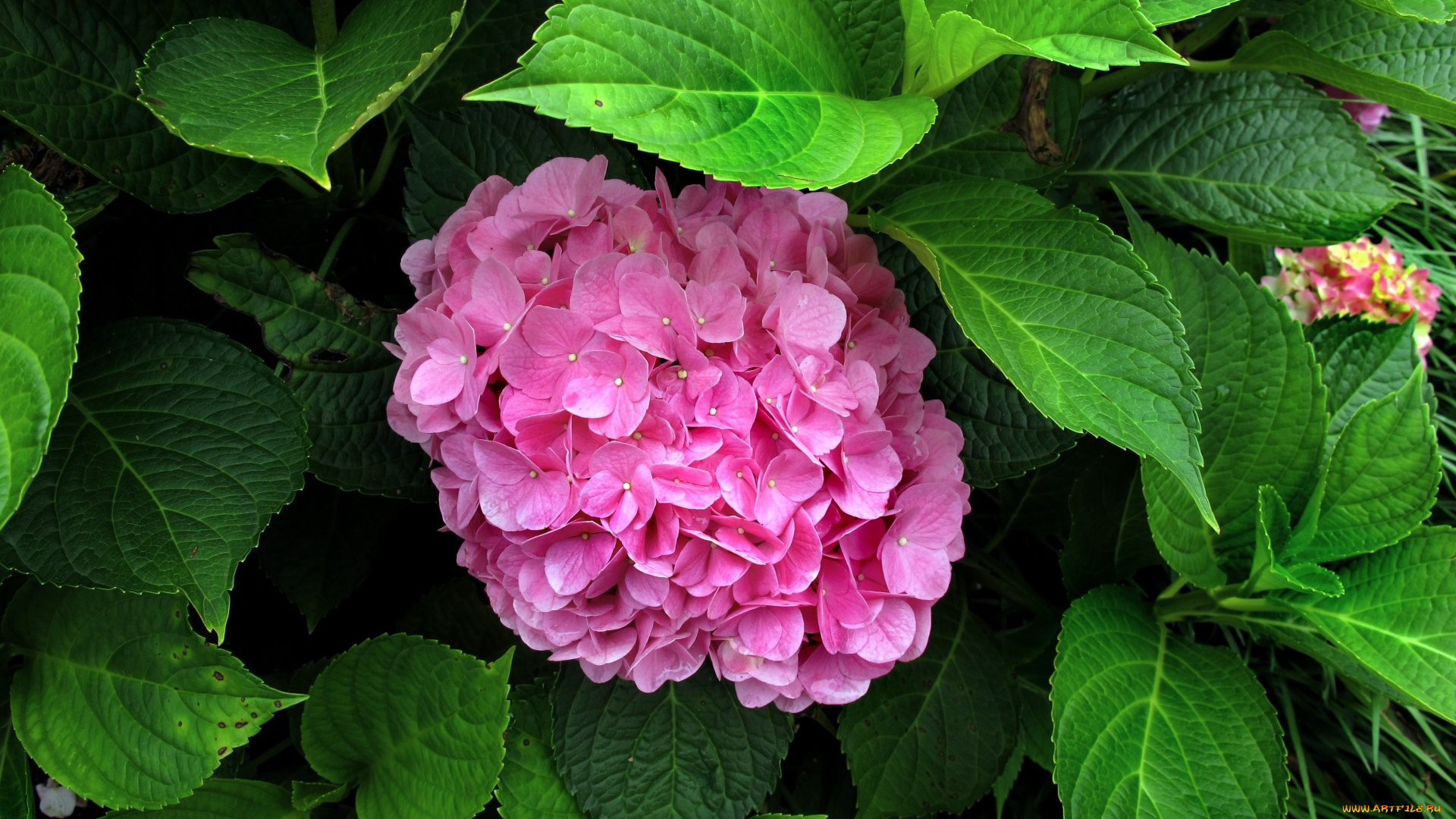 цветы, гортензия, pink, flowers, розовые