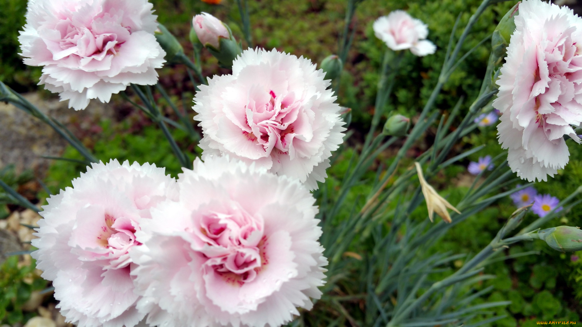 цветы, гвоздики, розовый