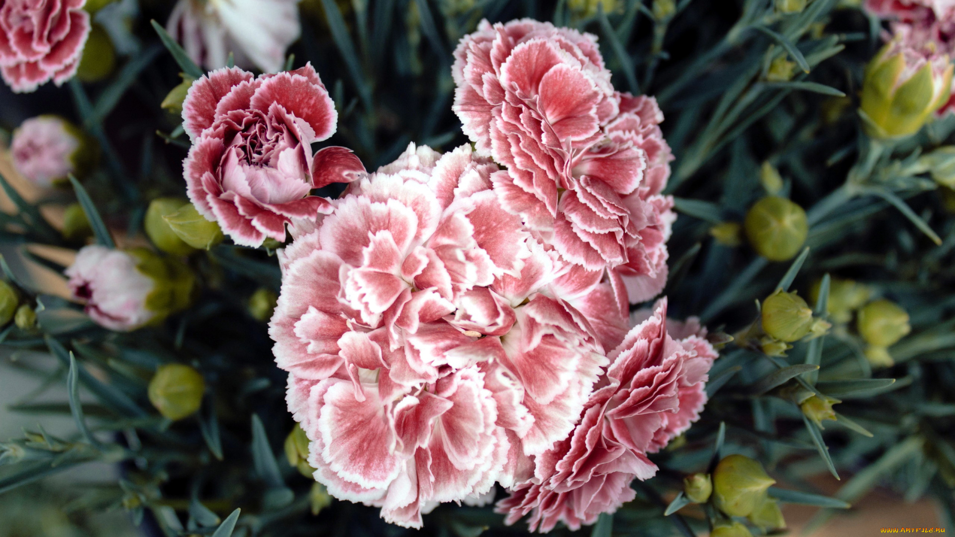 цветы, гвоздики, розовый