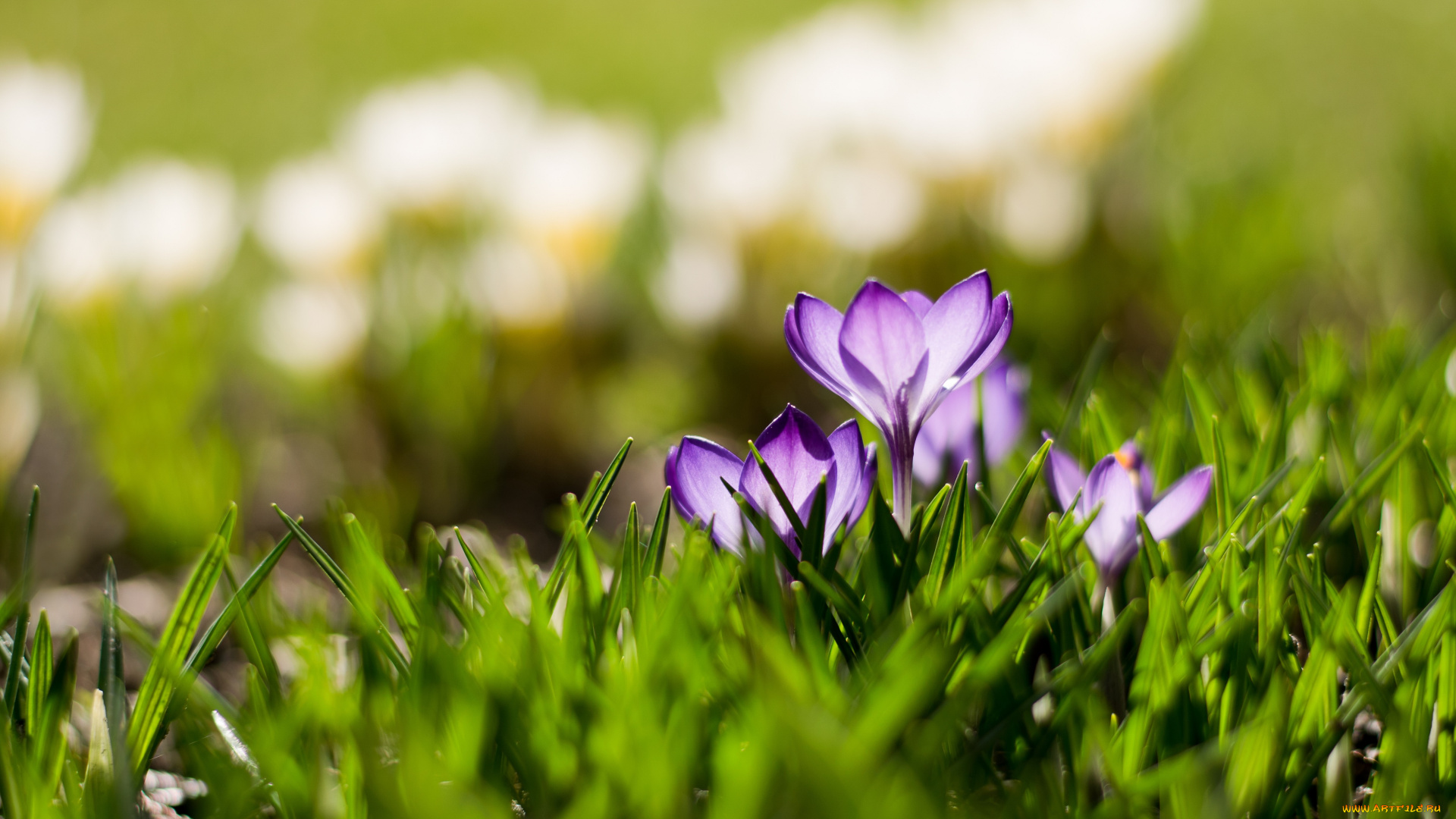 цветы, крокусы