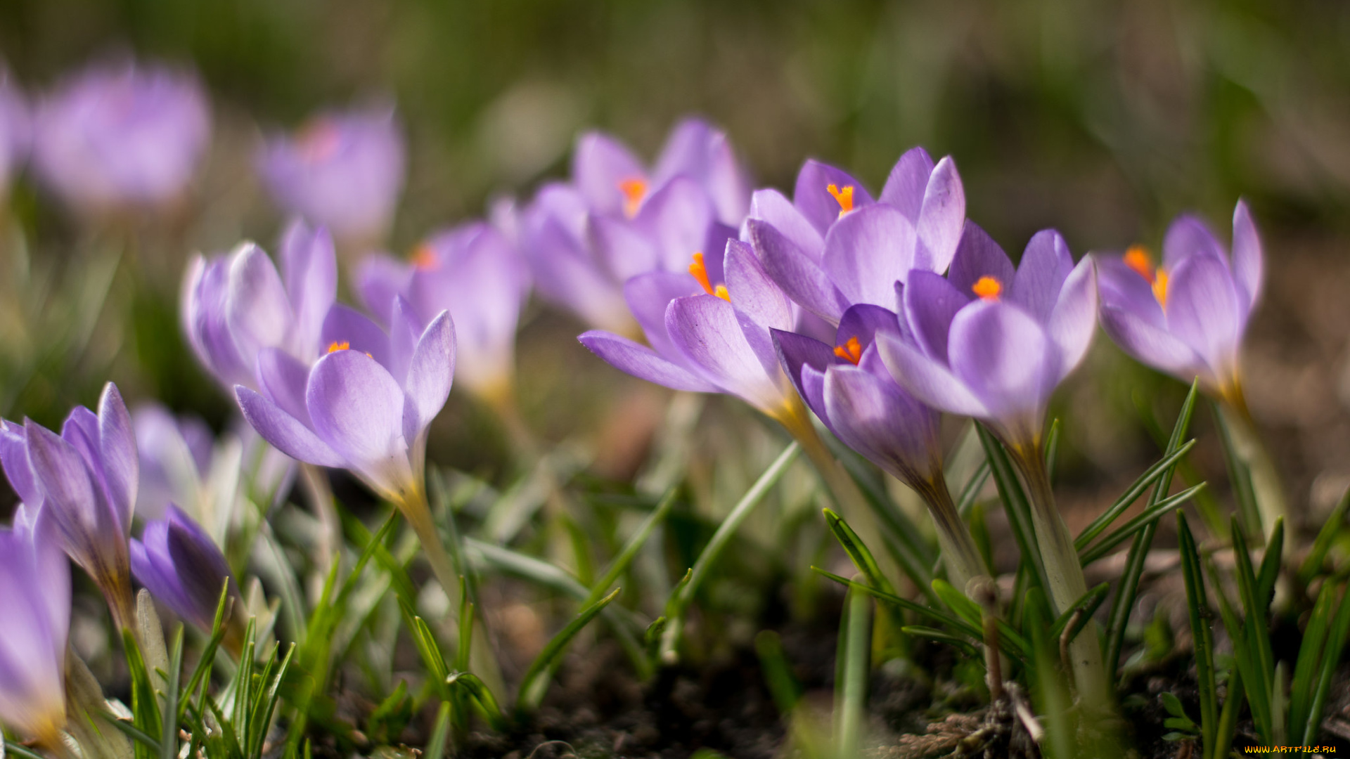цветы, крокусы