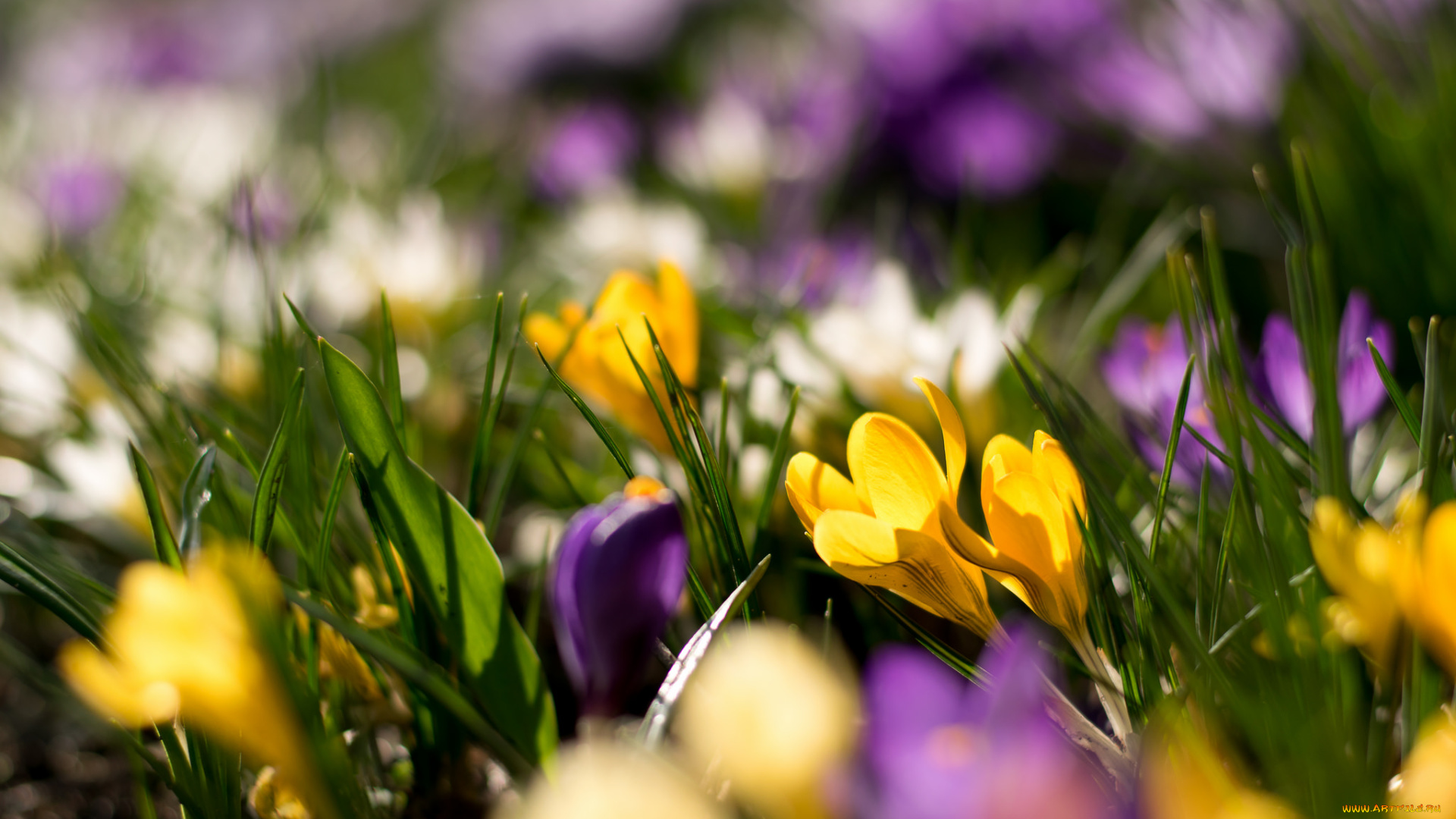 цветы, крокусы