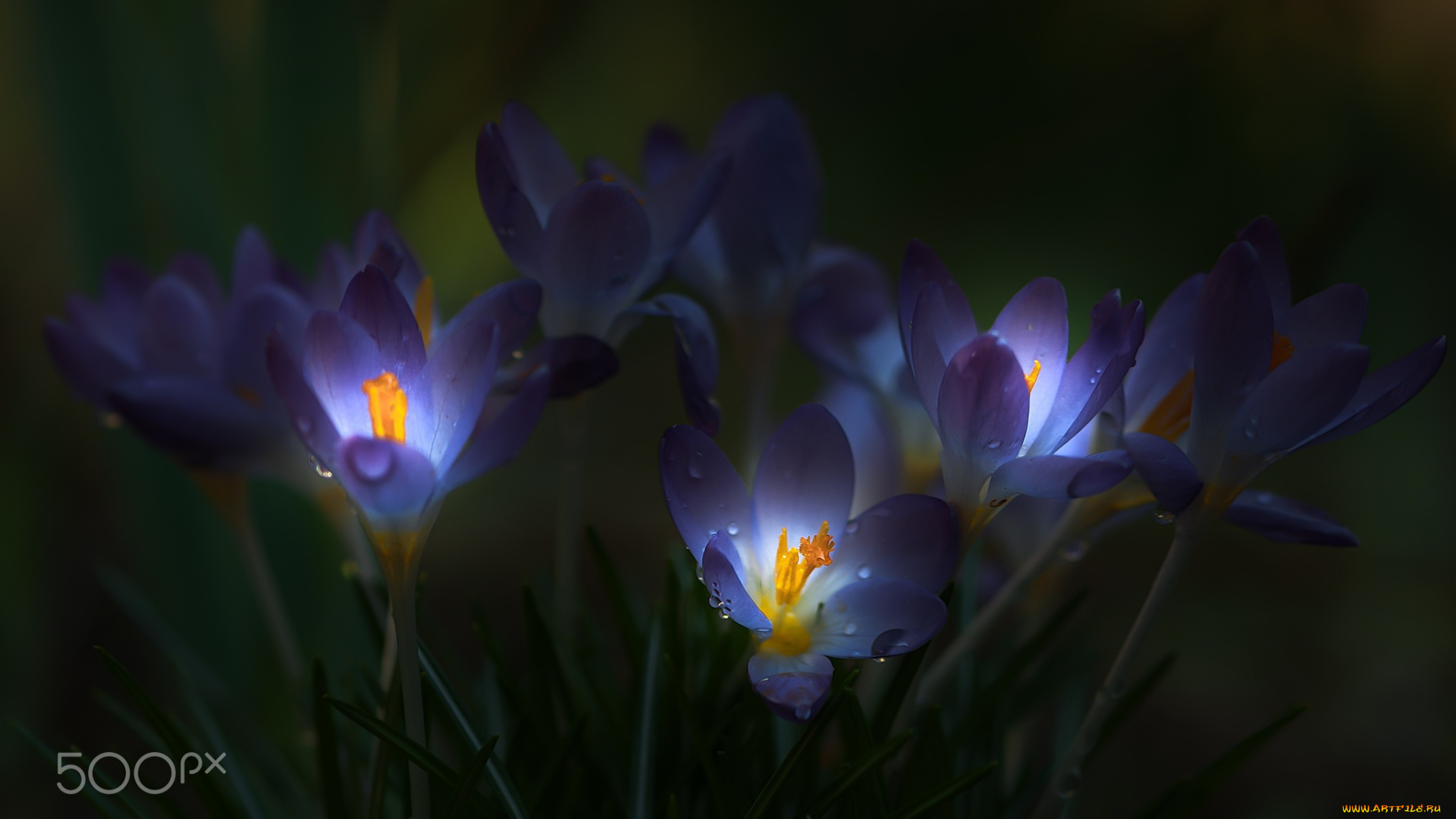 цветы, крокусы, тусклость, темнота, свет