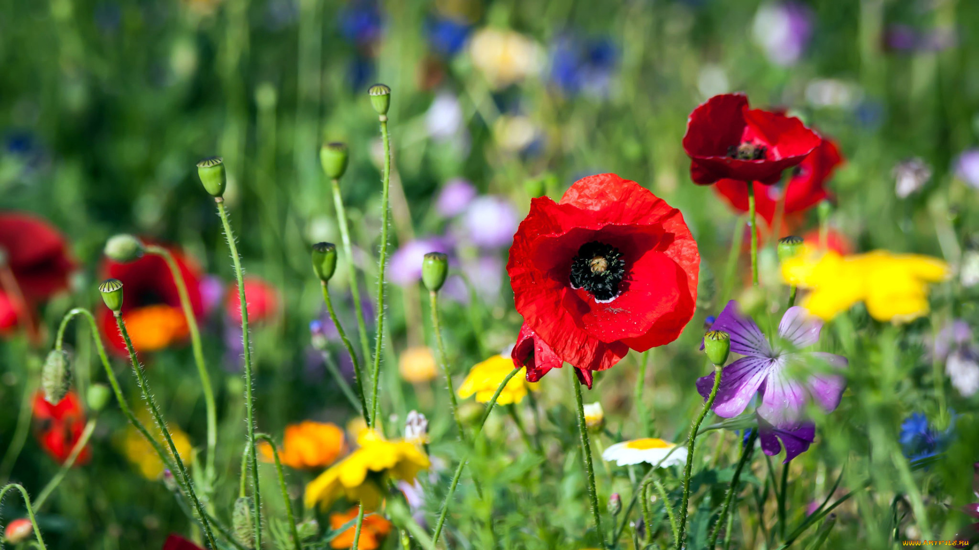 цветы, луговые, , полевые, , цветы, мак