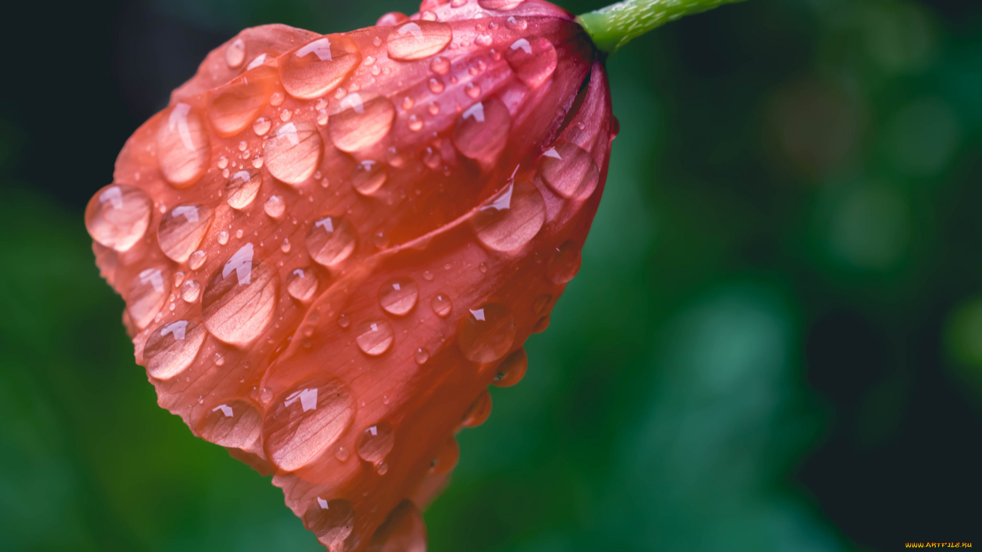 цветы, маки, мак