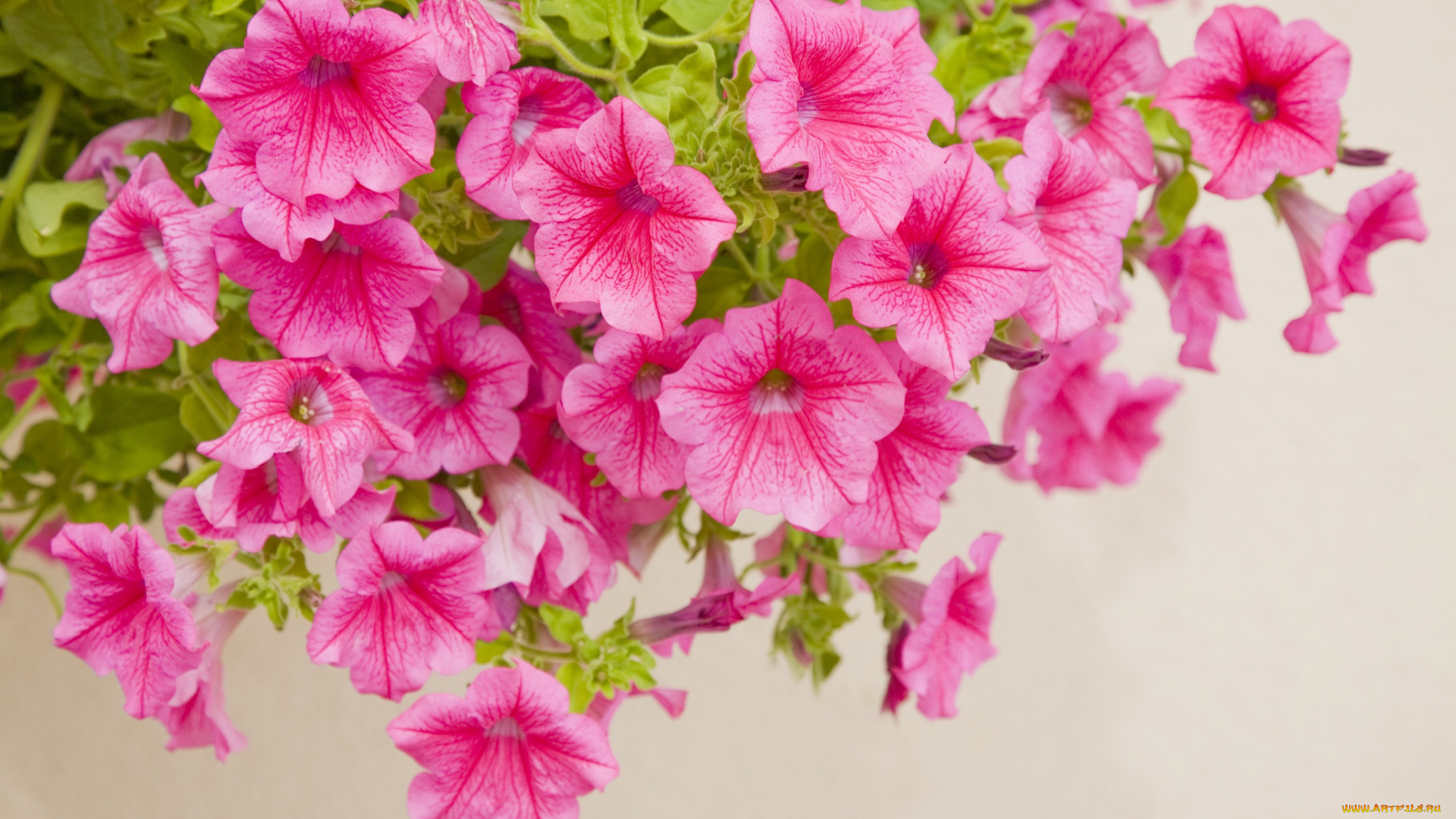 цветы, петунии, , калибрахоа, крупный, план