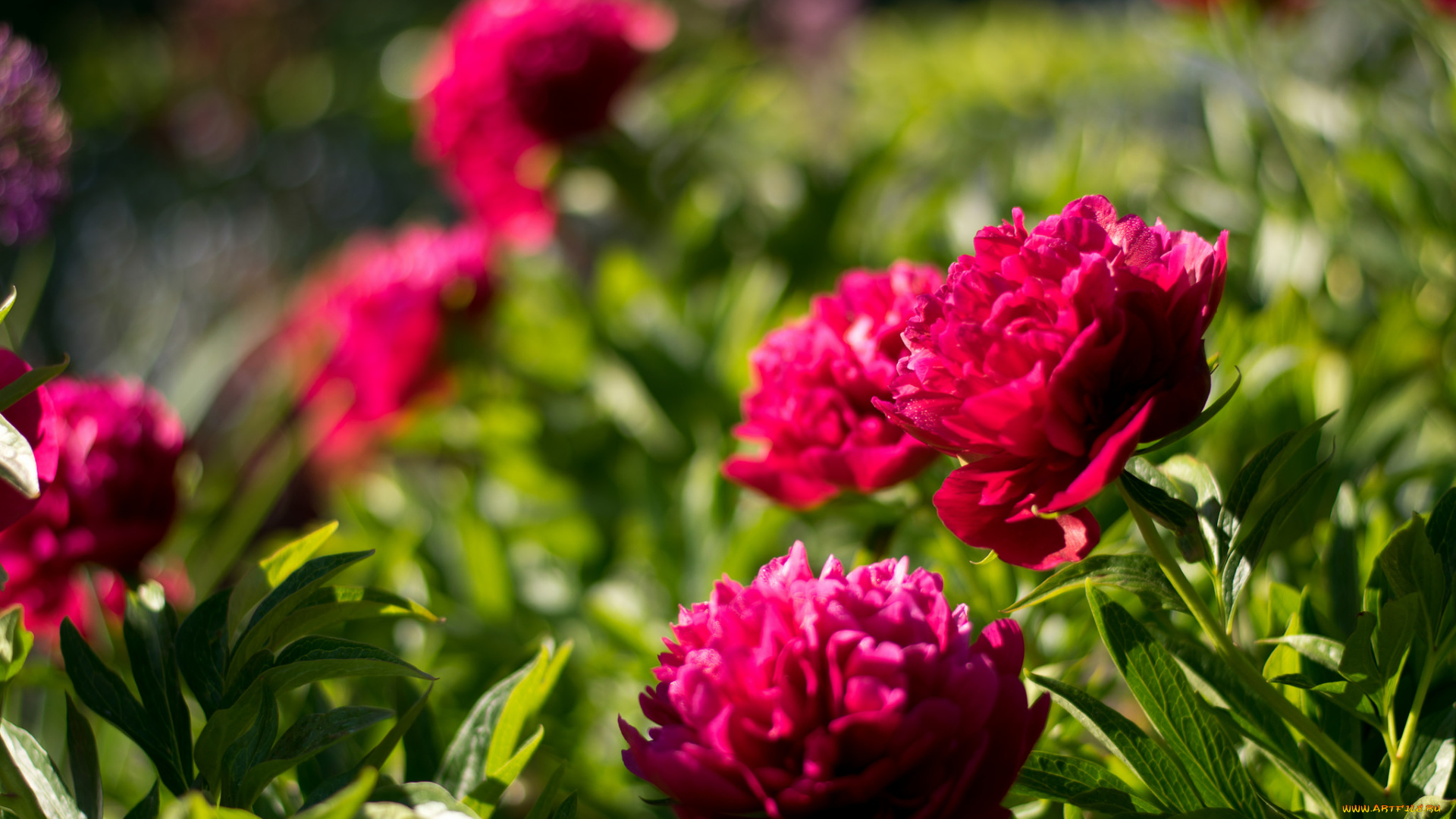 цветы, пионы