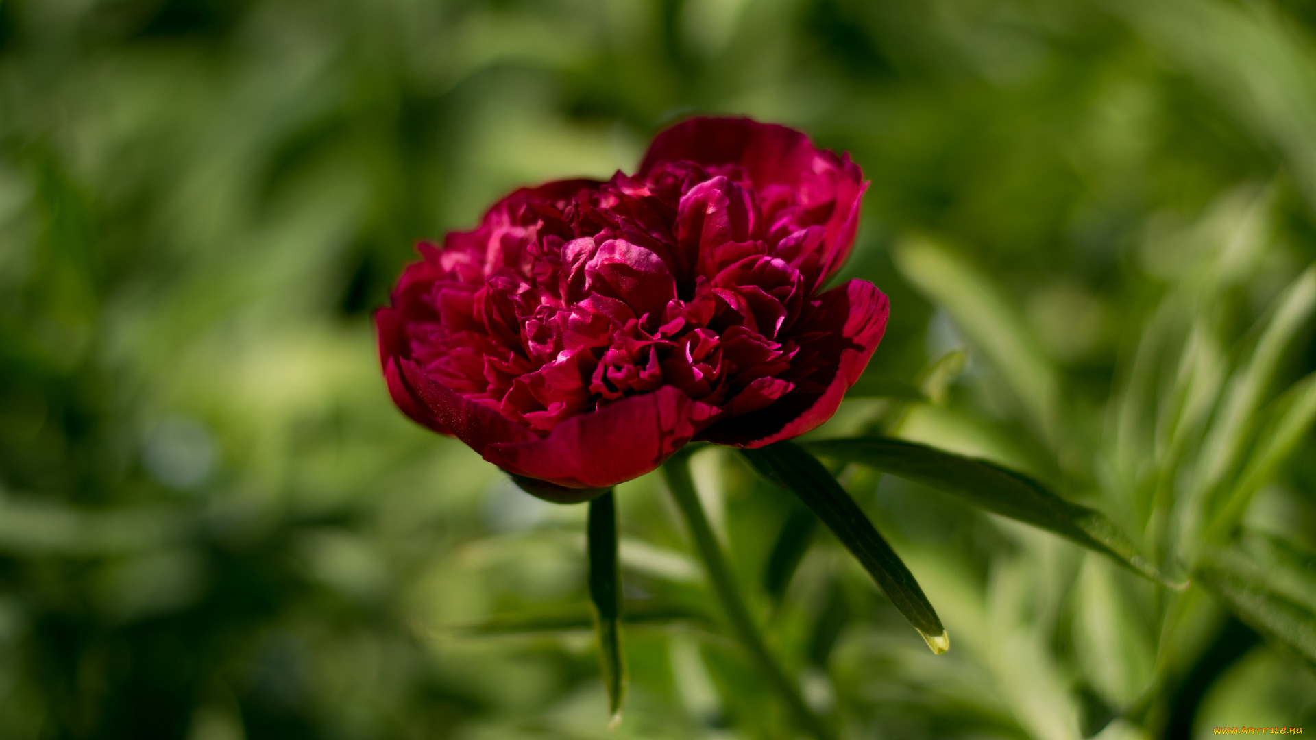 цветы, пионы, пион